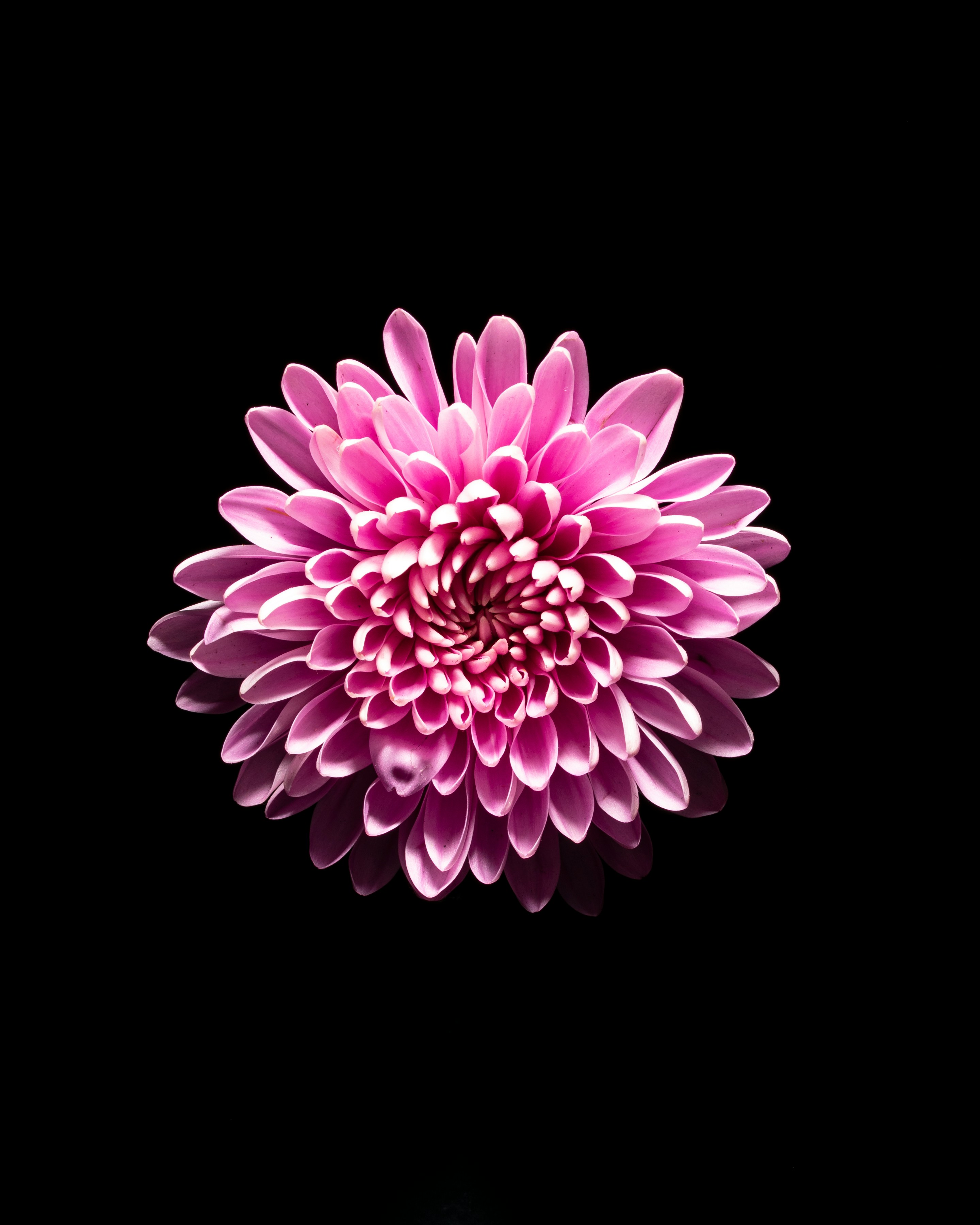 A Large Pink Flower On A Black Background