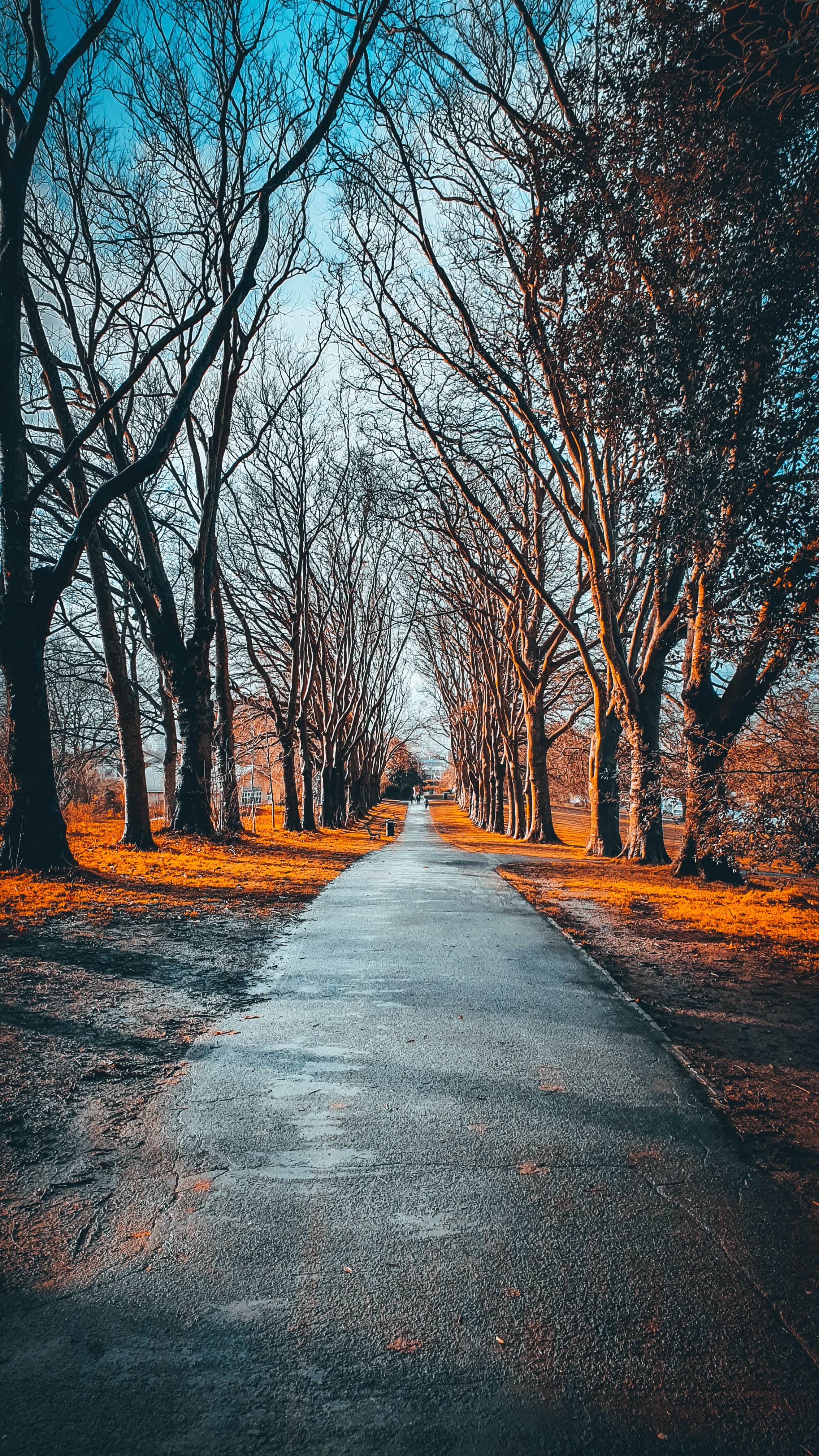 Tranquil Path Lined By Leafless Trees With Warm Autumn Hues And Blue Skies.