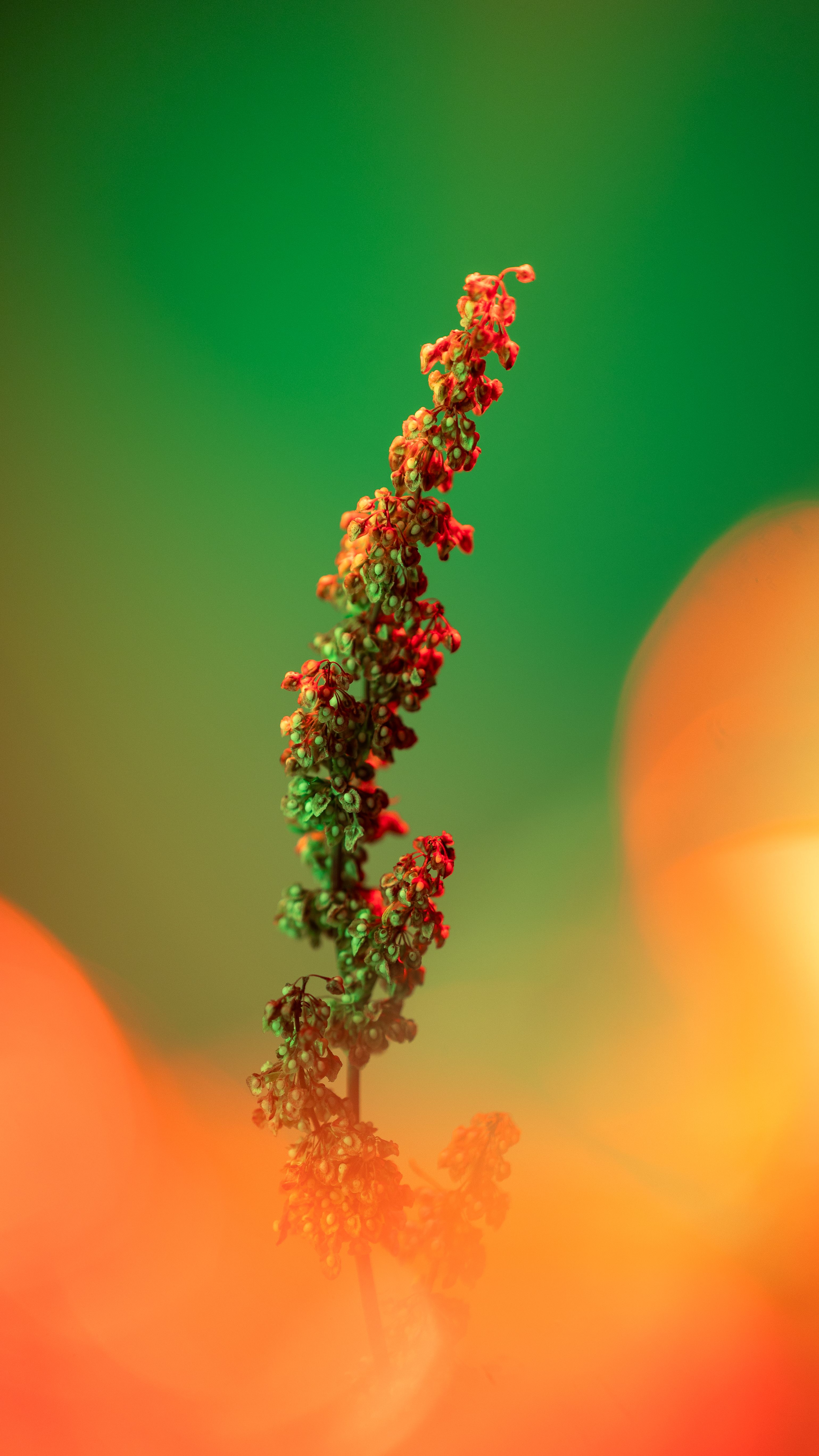 A Close-up Of A Rumex Plant With Striking Red And Green Colors, Set Against A Vibrant Background.