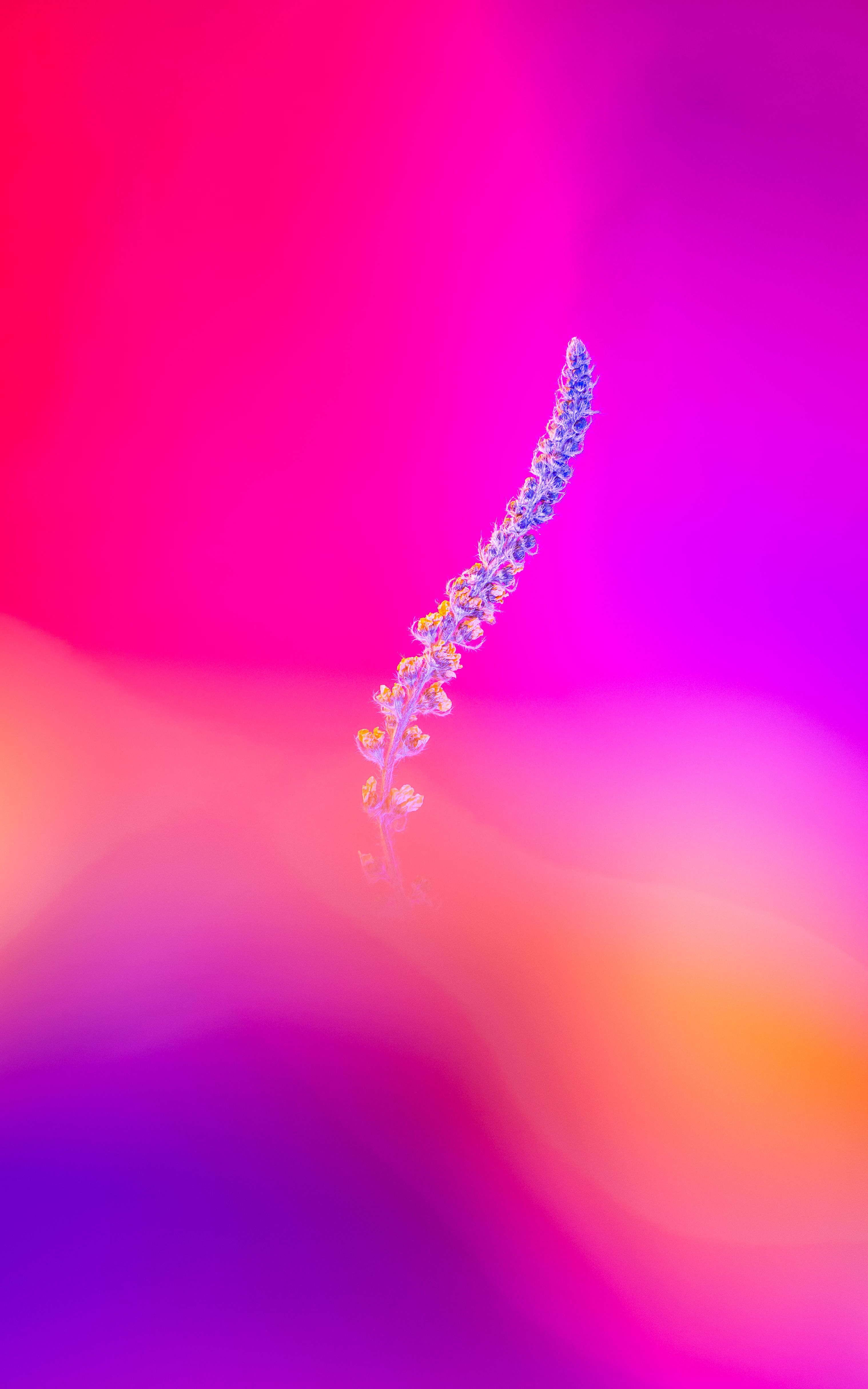 Delicate Plant Against A Vivid, Colorful Abstract Background, Perfect For Creative Design Uses.
