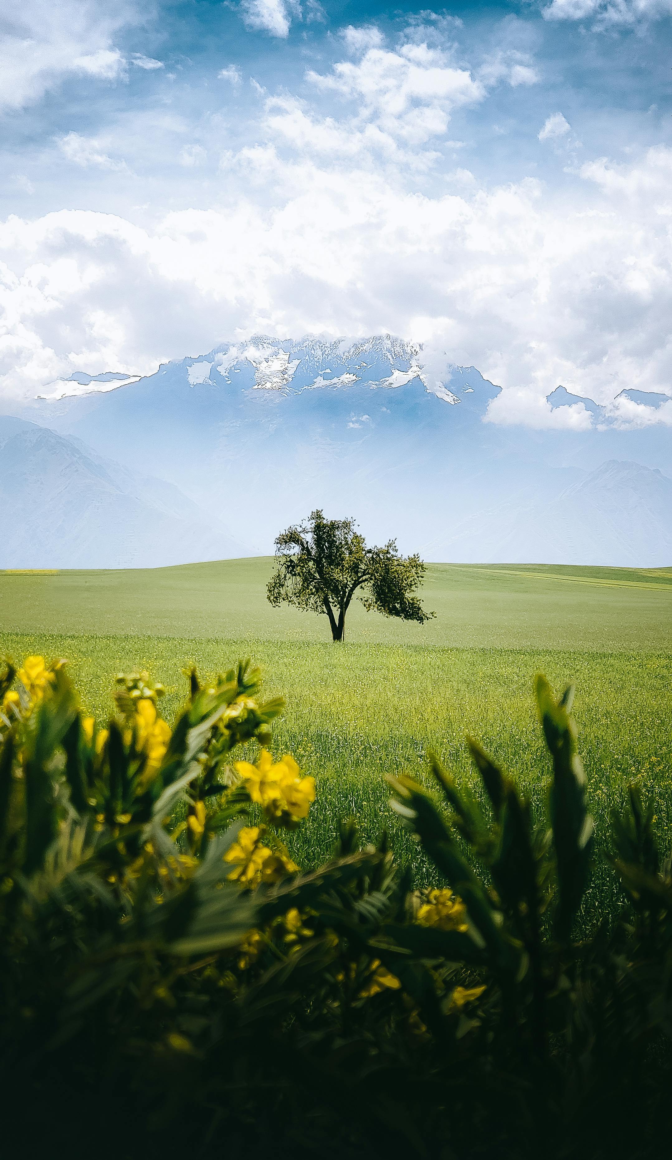 A Solitary Tree In Maras, Peru, Set Against A Backdrop Of Green Fields And Majestic Mountains.