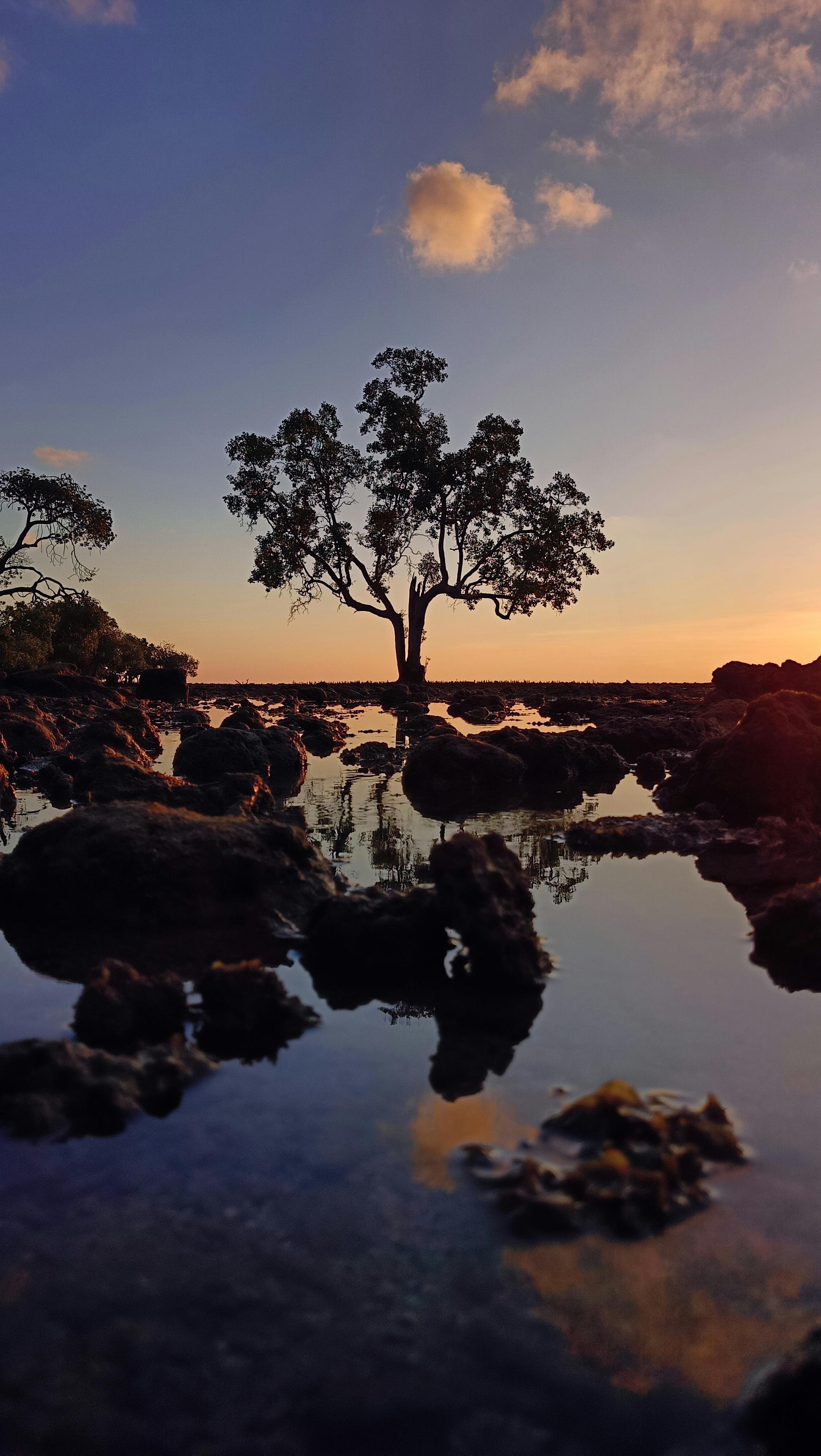 A Tranquil Scene Of A Lone Tree By The Sea During Sunset With Calm Reflections.