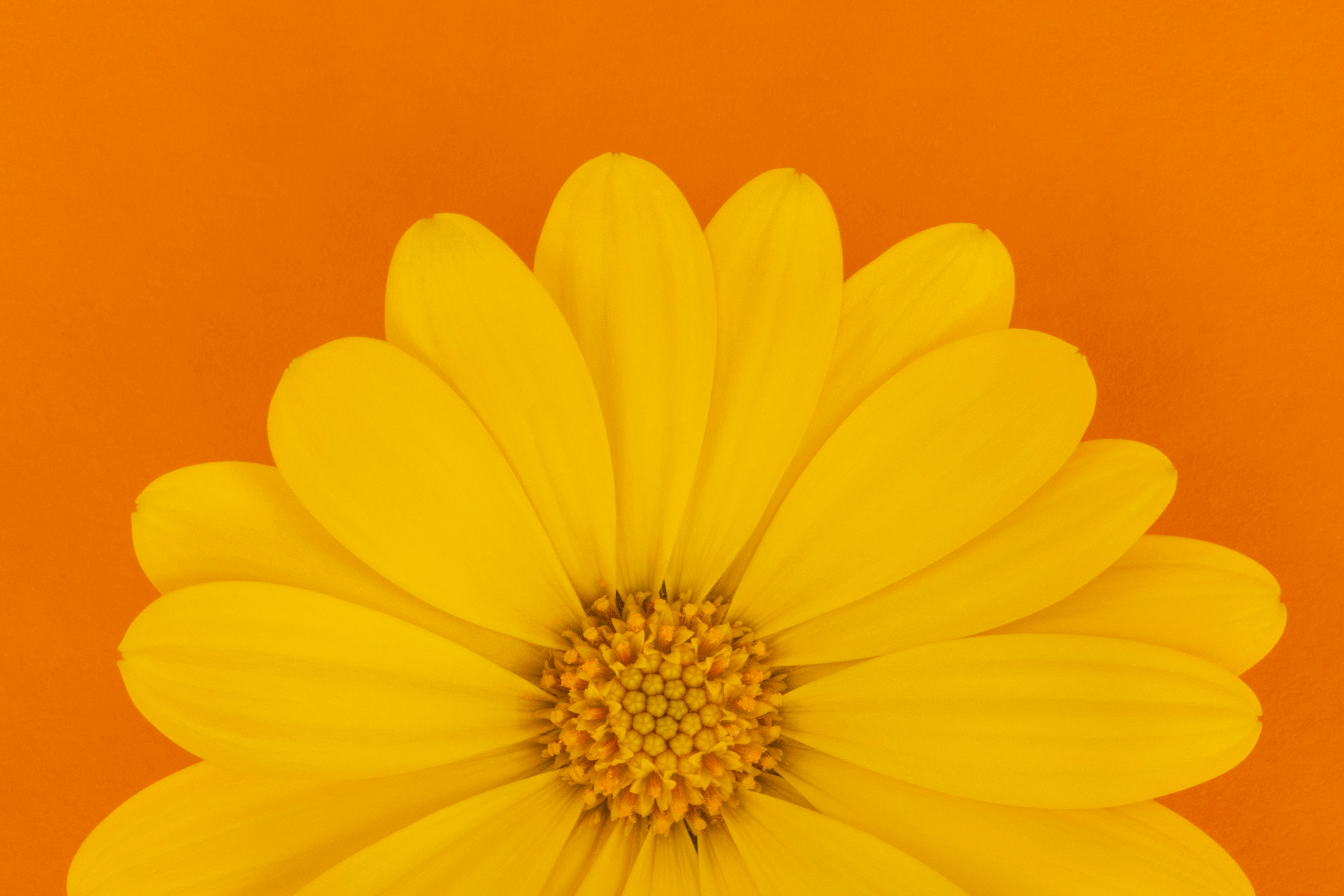 Still On The Topic Of Celebrating The Start Of Summer Here We Have The Gorgeous Bright Yellow Osteospermum Flower Set Against An Orange / Burnt Orange Background. As I Mentioned On Another Of My Images, I Tend To Think Of This Type Of Composition As Being A Bit Like A Sunsrise, With The Bloom Rising Up From The 'horizon'. A Minimalist Image With Summer Warm Colours, Which I'm Hoping Offers Up A Real Feel Good Vibe.