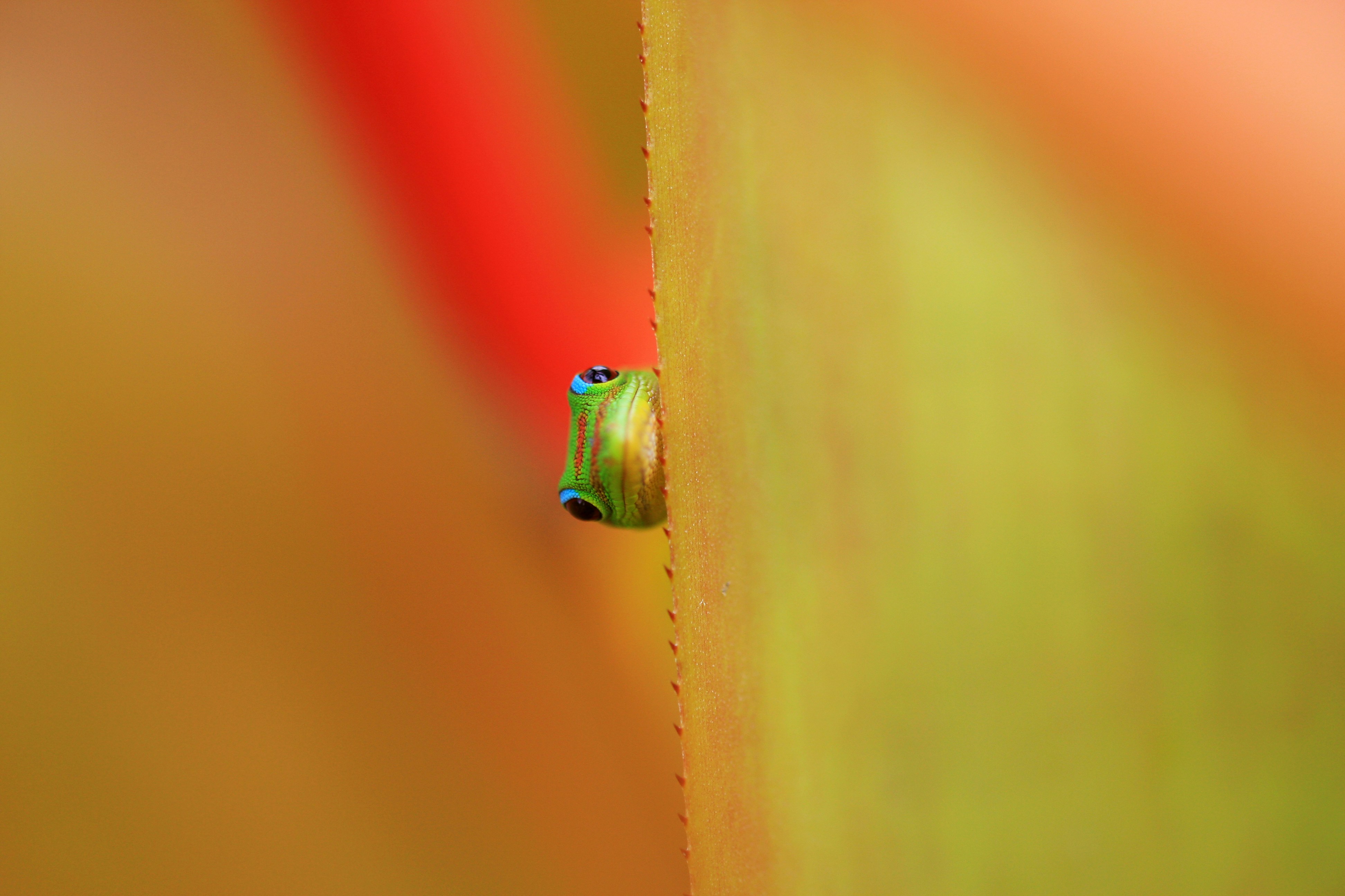 Gecko, Green, Colorful,