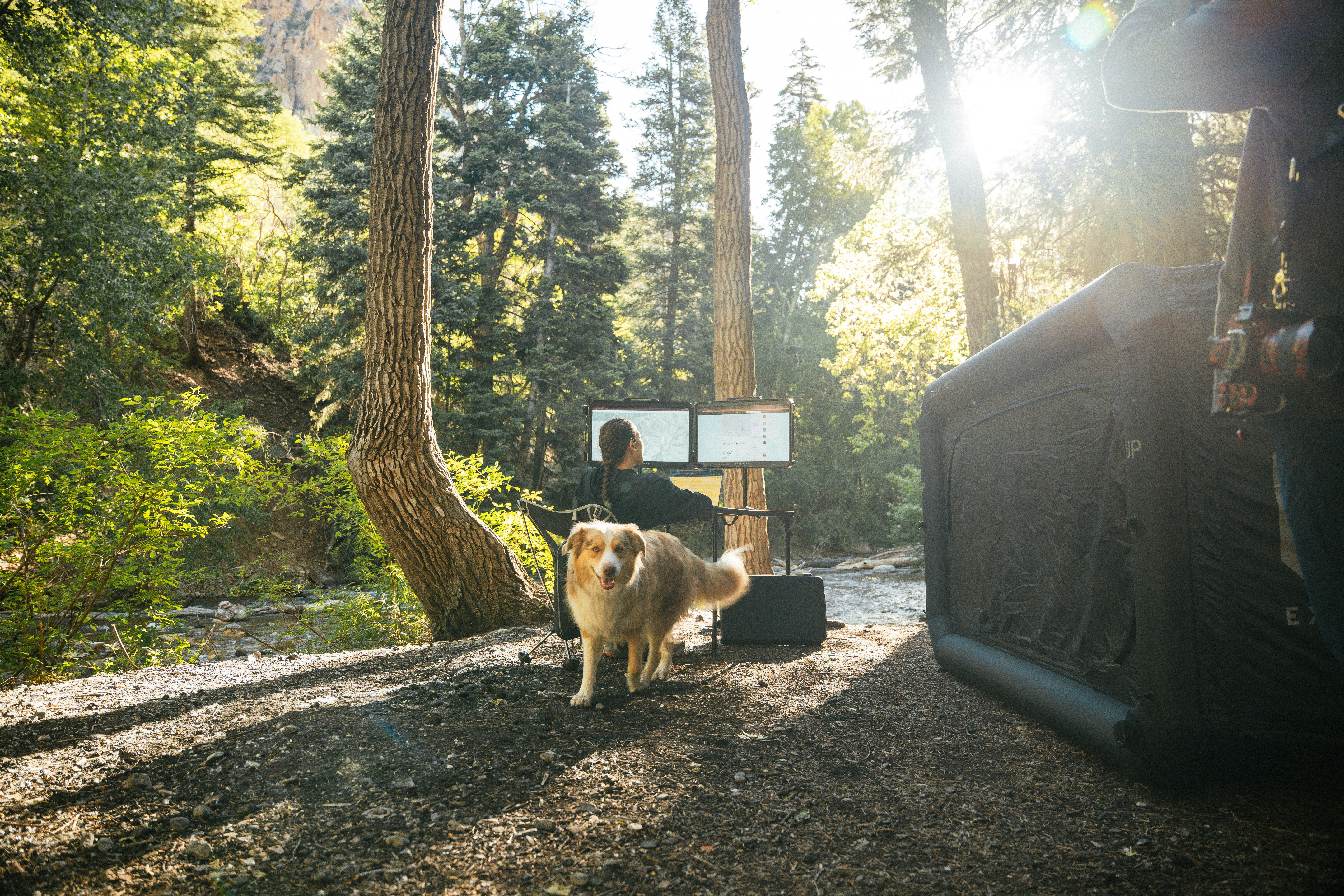 Remote Working With Good Boy Billie. Camping Lifestyle.