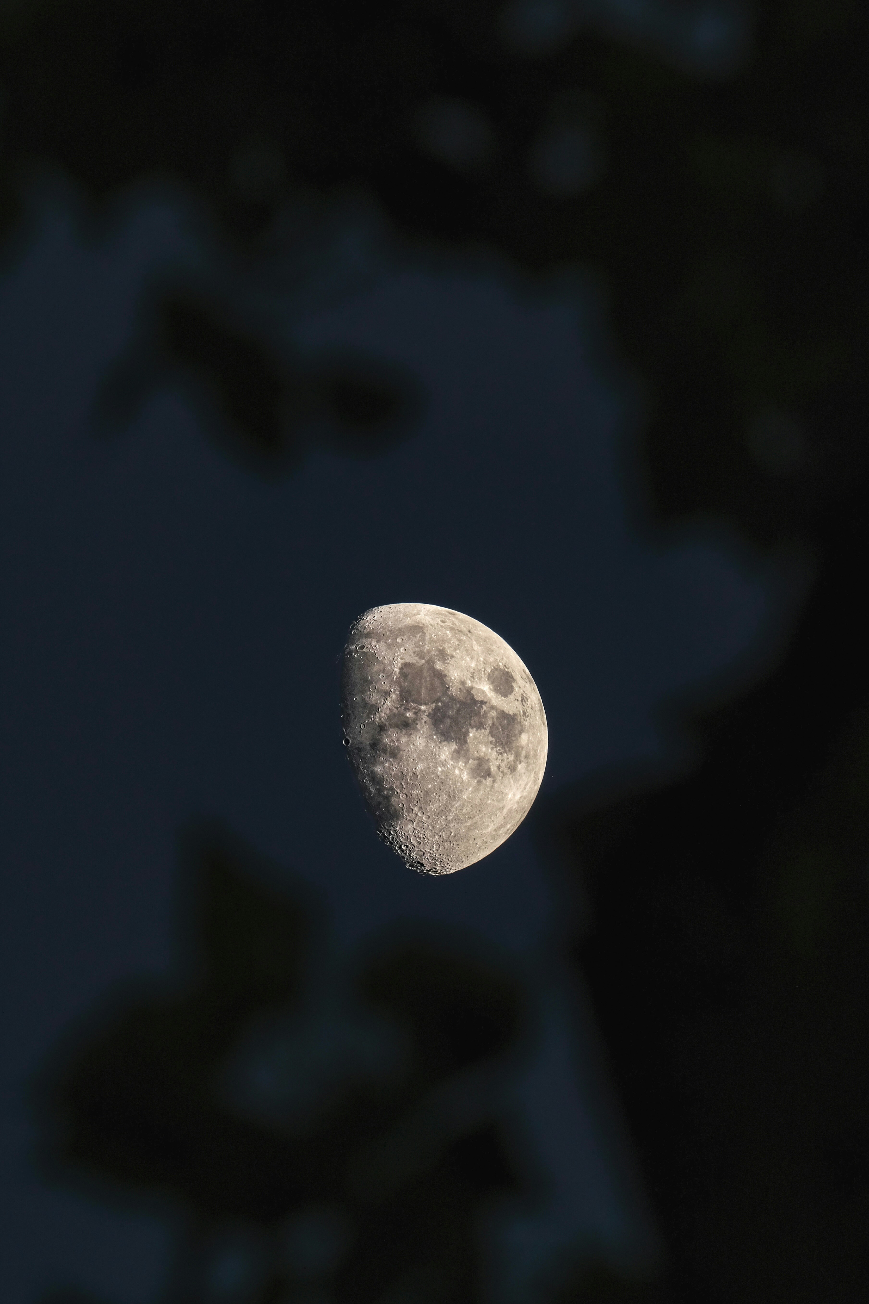 暗夜天幕中的半月，叶片的模糊框架