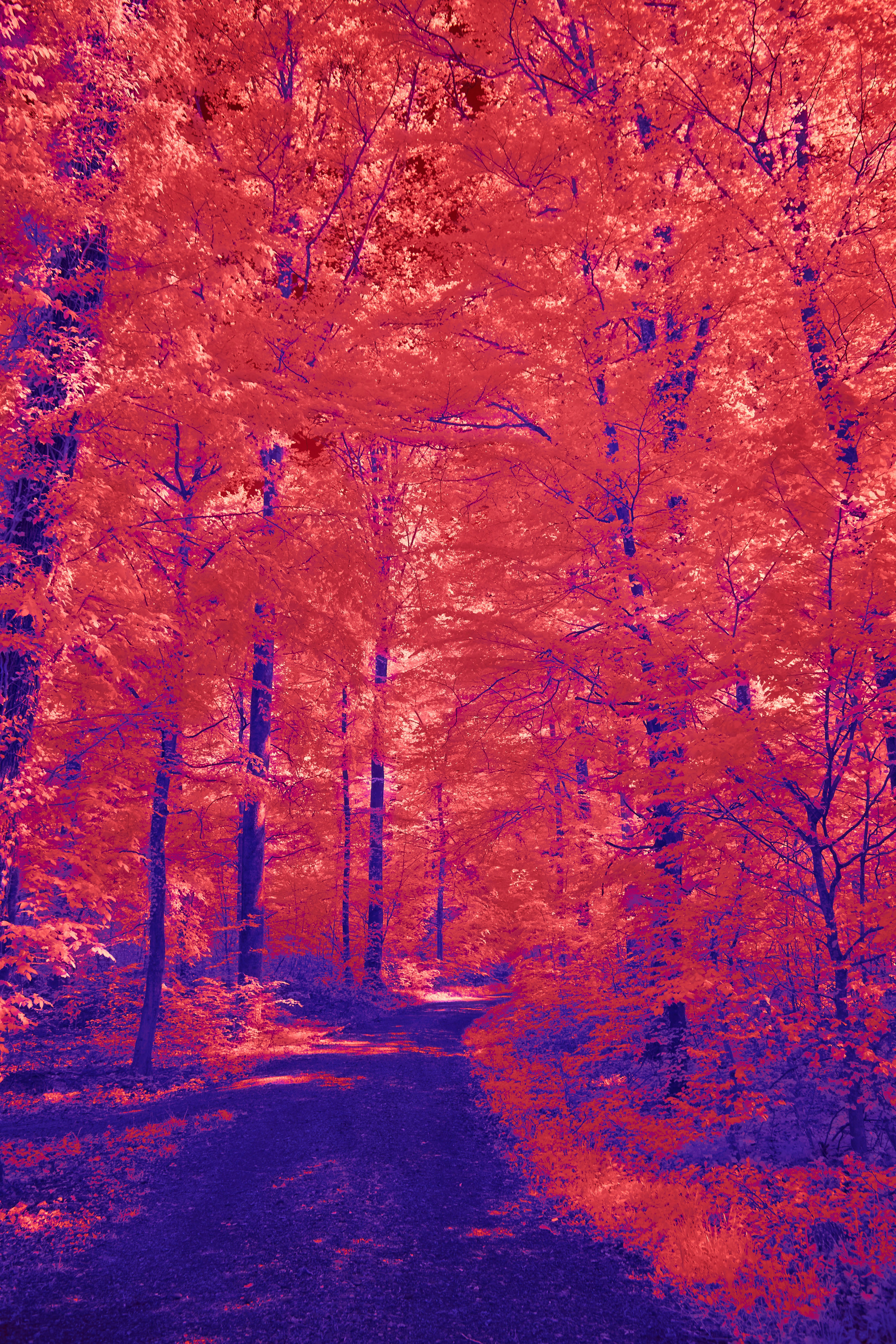 A Forest Path With Vibrant Red Trees And Purple Ground. HD mobile wallpaper