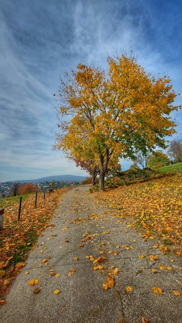 Discover The Beauty Of A Leaf-strewn Path Lined With Vibrant Autumn Foliage In Pécs, Hungary.