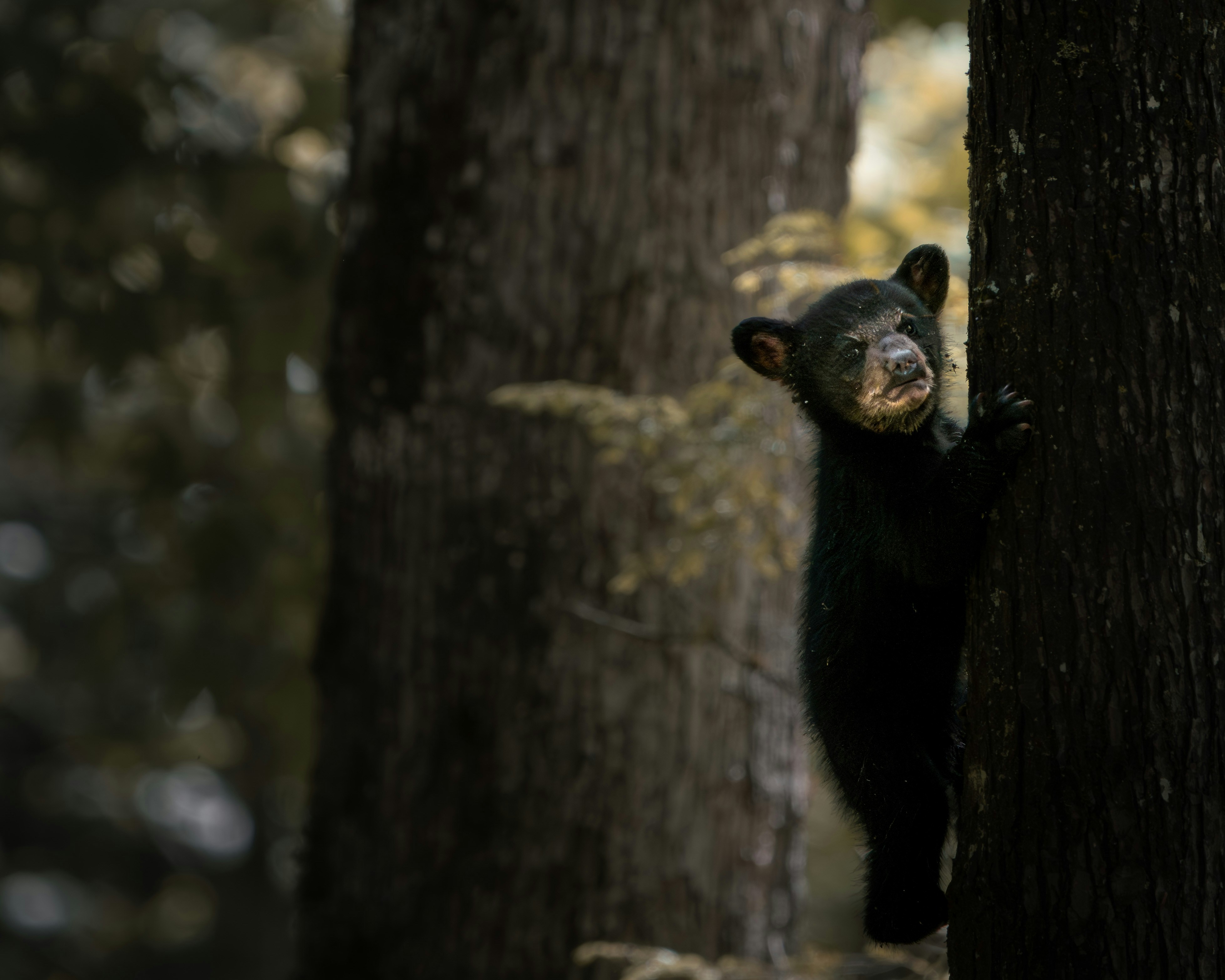 A Young Black Bear Cub Climbing A Tree In A Natural Forest Environment With Soft Light And Peaceful Woodland Atmosphere. HD mobile wallpaper