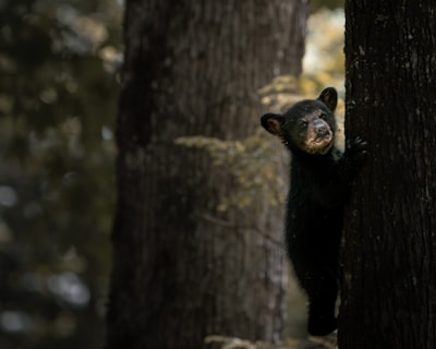 A Young Black Bear Cub Climbing A Tree In A Natural Forest Environment With Soft Light And Peaceful Woodland Atmosphere. wallpaper preview