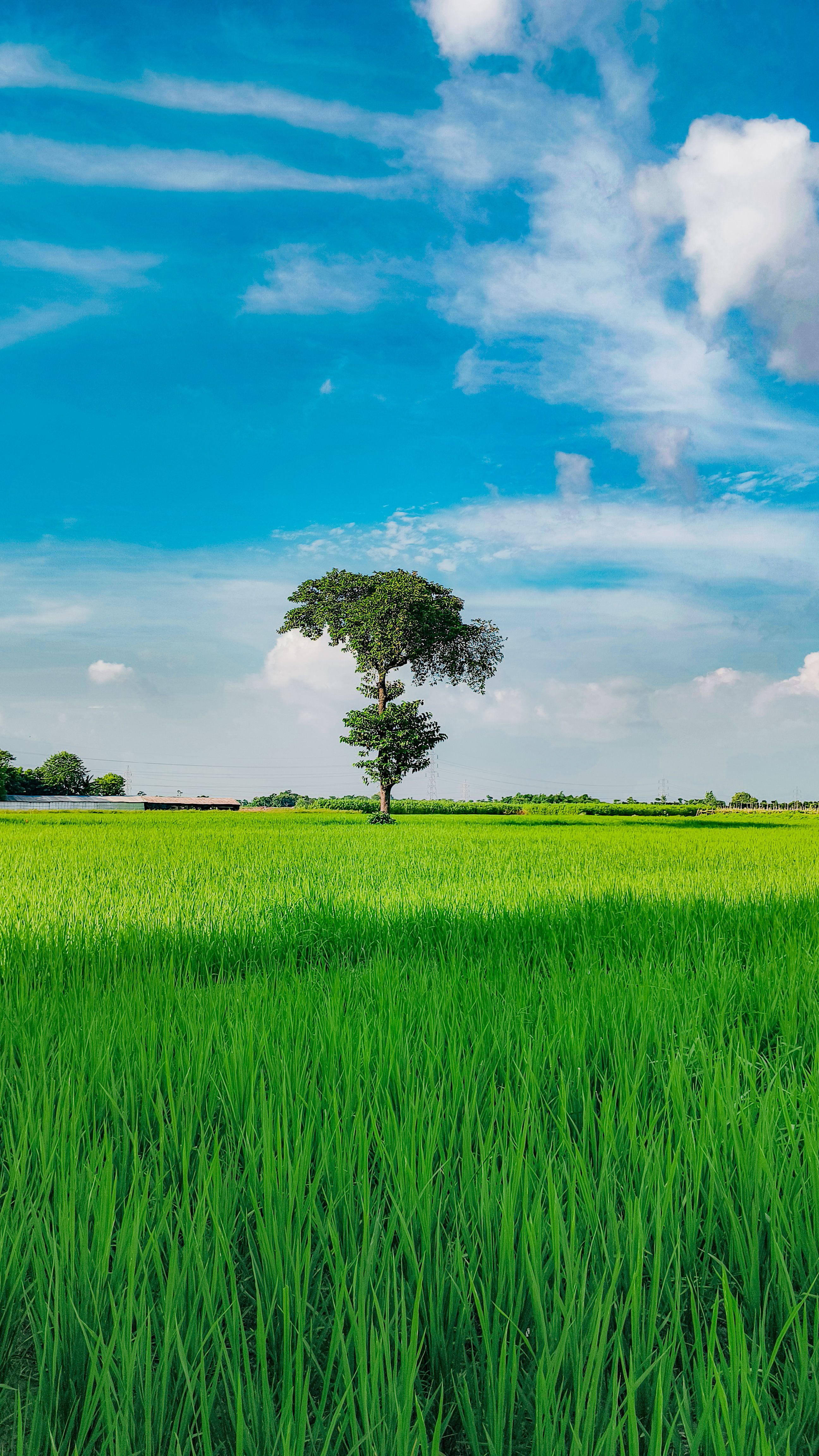 A Solitary Tree Stands In A Vibrant Green Field Under A Clear Blue Sky, Embodying Tranquility And Nature's Beauty. HD mobile wallpaper