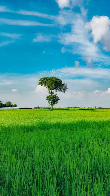 A Solitary Tree Stands In A Vibrant Green Field Under A Clear Blue Sky, Embodying Tranquility And Nature's Beauty.