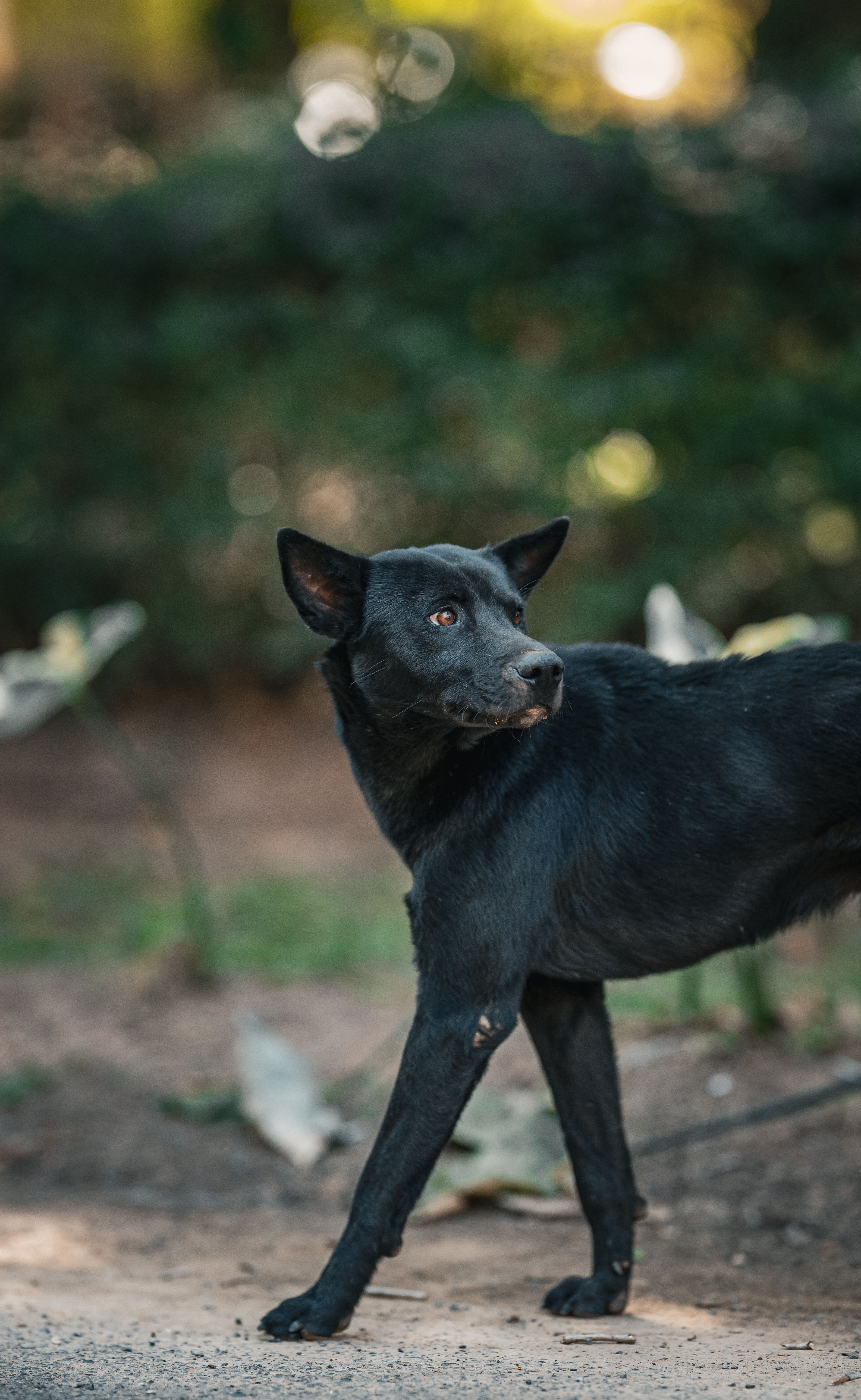A Black Dog Stands Alertly In A Natural Outdoor Setting, Captured In Thailand. HD mobile wallpaper