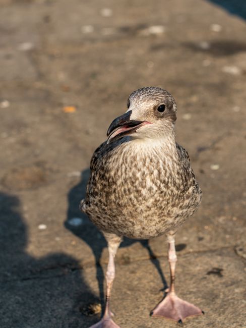 Close-up Of A Seagull Standing On Pavement In Porto, Portugal, Under Bright Sunlight.
