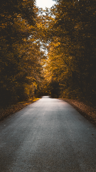 Scenic Autumn Road Lined With Golden Trees, Capturing The Serene Beauty Of Hungary In Fall. wallpaper preview