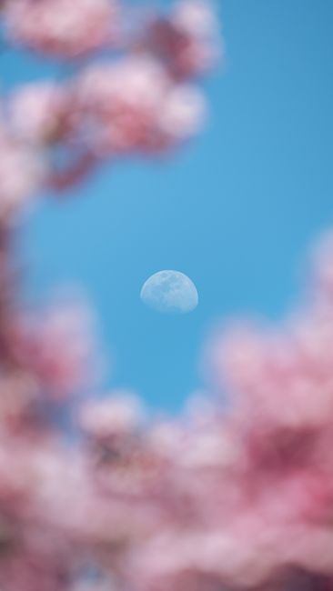 月亮被粉櫻的溫柔擁抱在碧藍天空桌布預覽