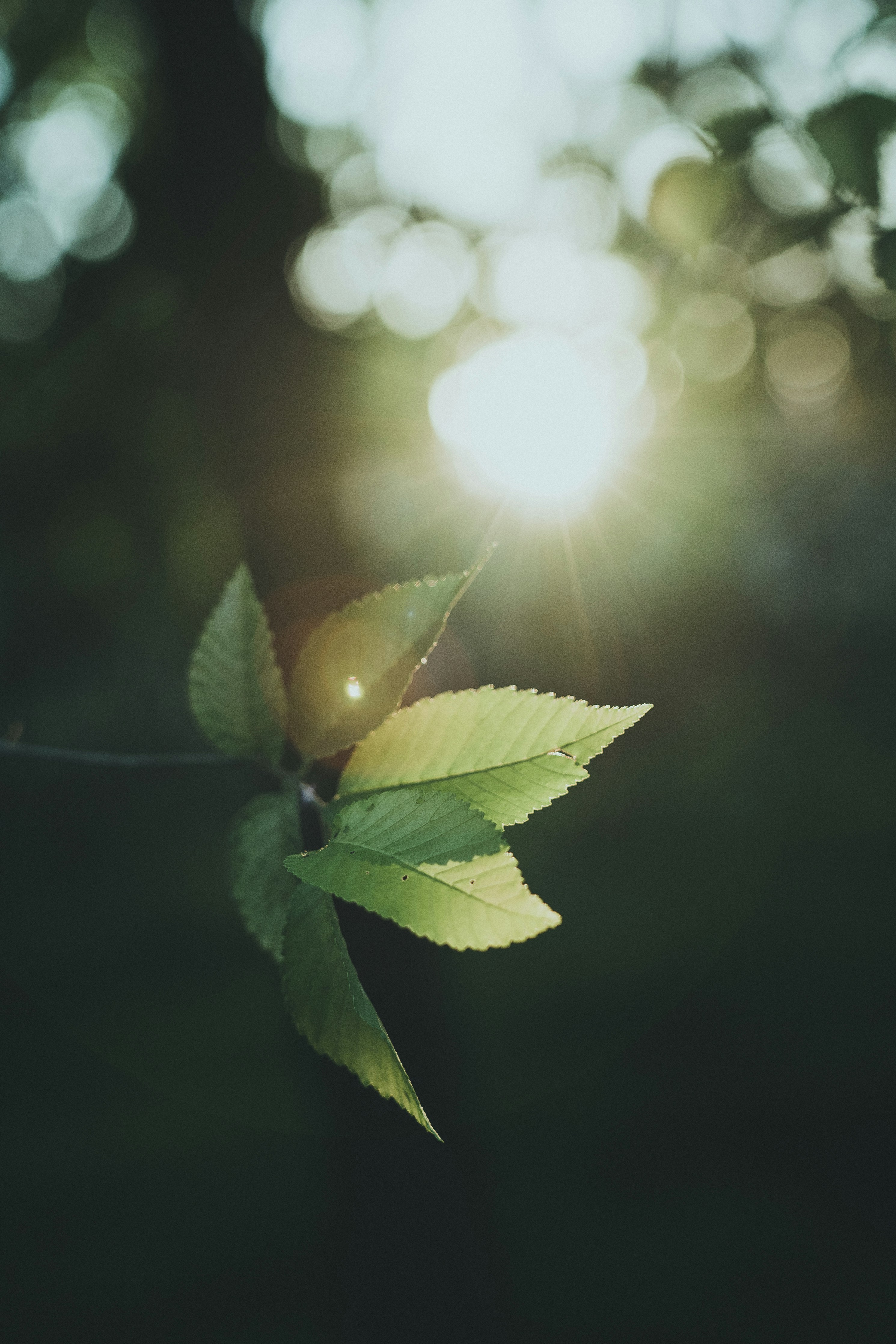 落叶在光芒的背后手机壁纸高清图片