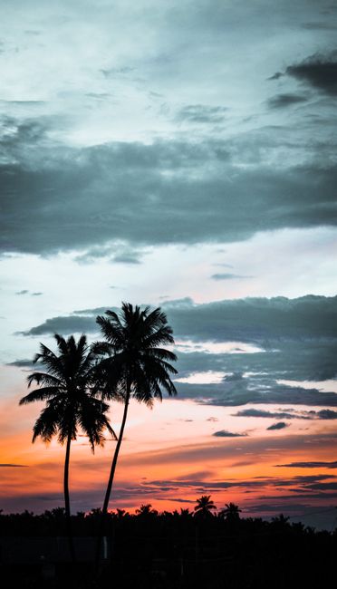 夕阳余晖下孤影的椰子树壁纸预览