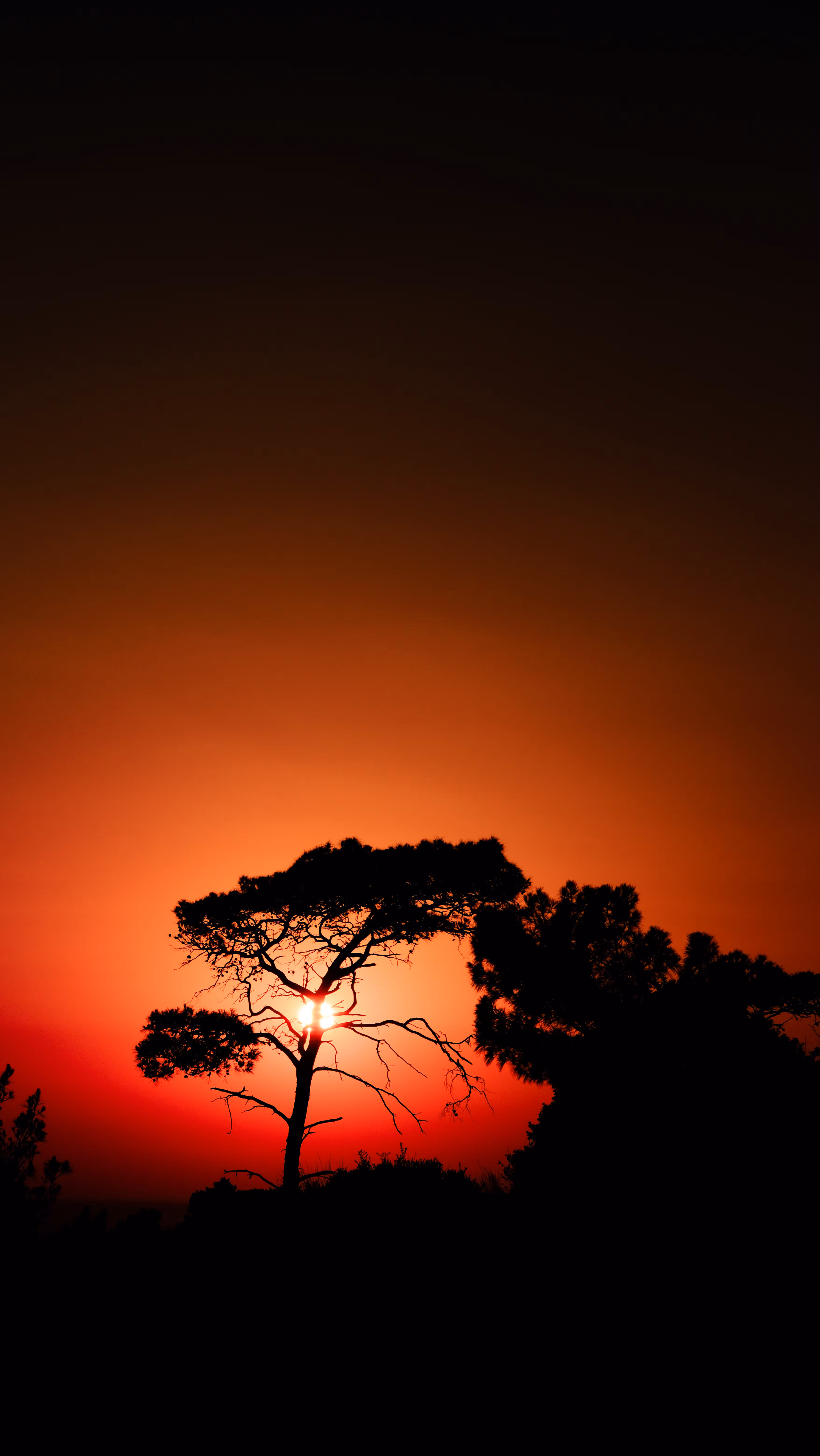 A Captivating Silhouette Of A Tree Set Against A Vibrant Sunset Sky. HD mobile wallpaper
