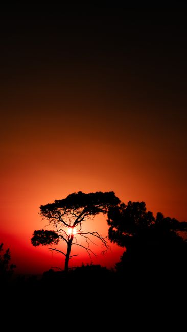 A Captivating Silhouette Of A Tree Set Against A Vibrant Sunset Sky. wallpaper preview