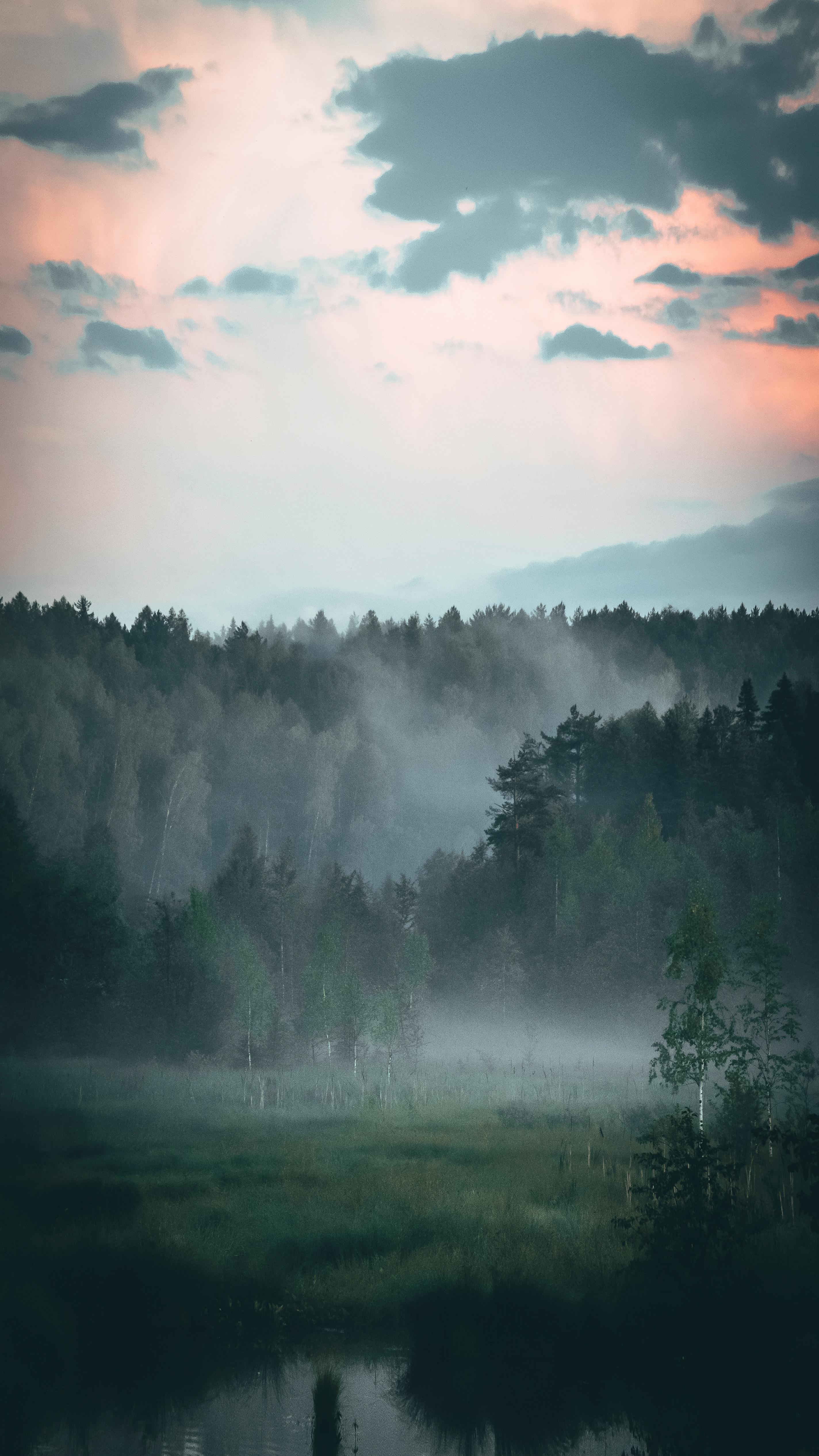 Serene Misty Forest Landscape With Fog And Trees At Twilight Creating A Tranquil Atmosphere. HD mobile wallpaper