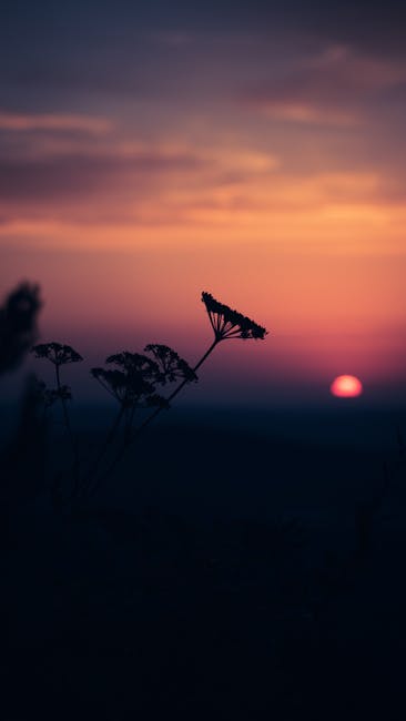 Captivating Silhouette Of Wildflowers With A Vibrant, Dramatic Sunset In The Background. wallpaper preview