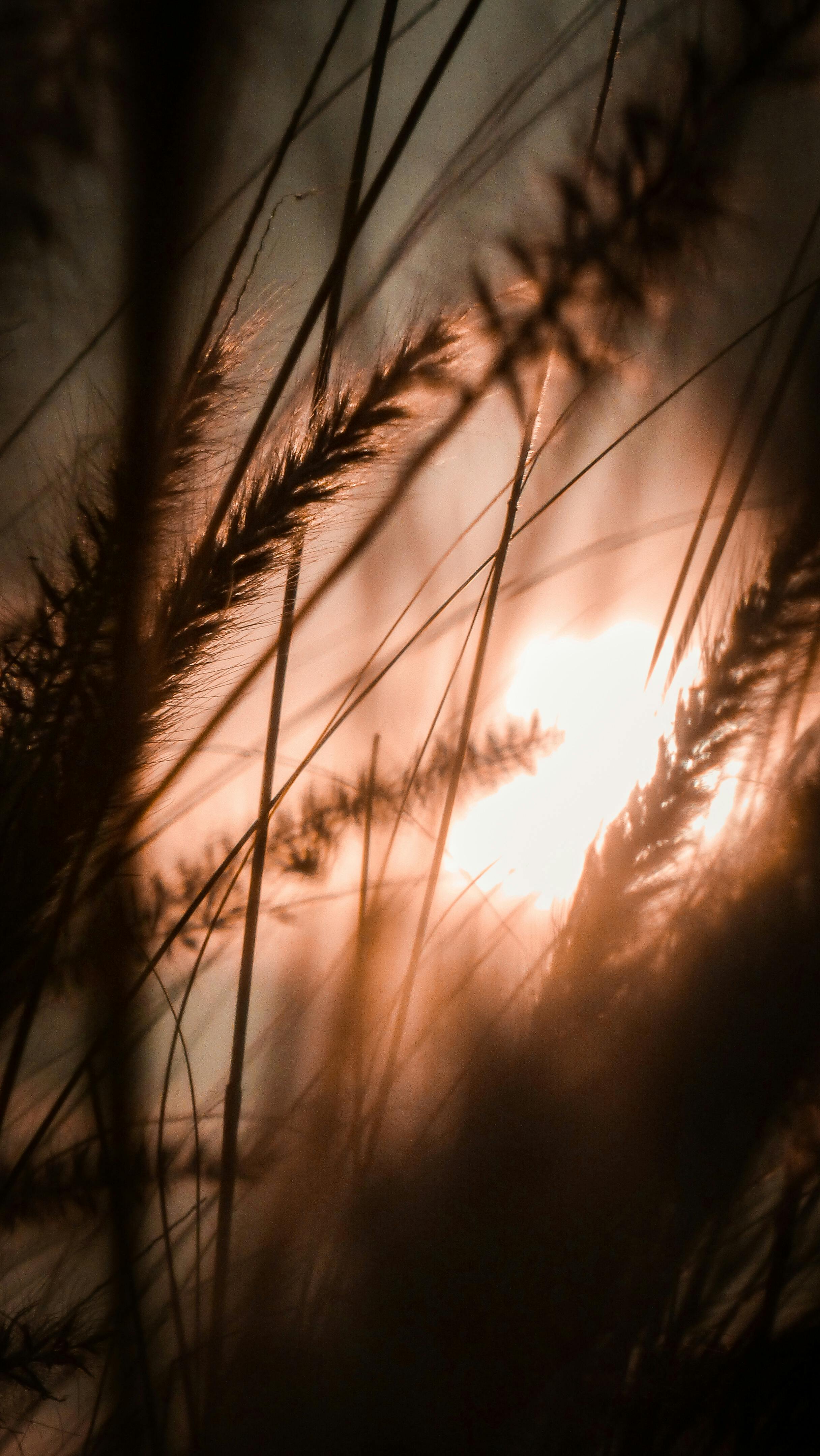 Close-up Of Wheat Stalks Silhouetted Against A Golden Sunset, Capturing Nature's Beauty. HD mobile wallpaper