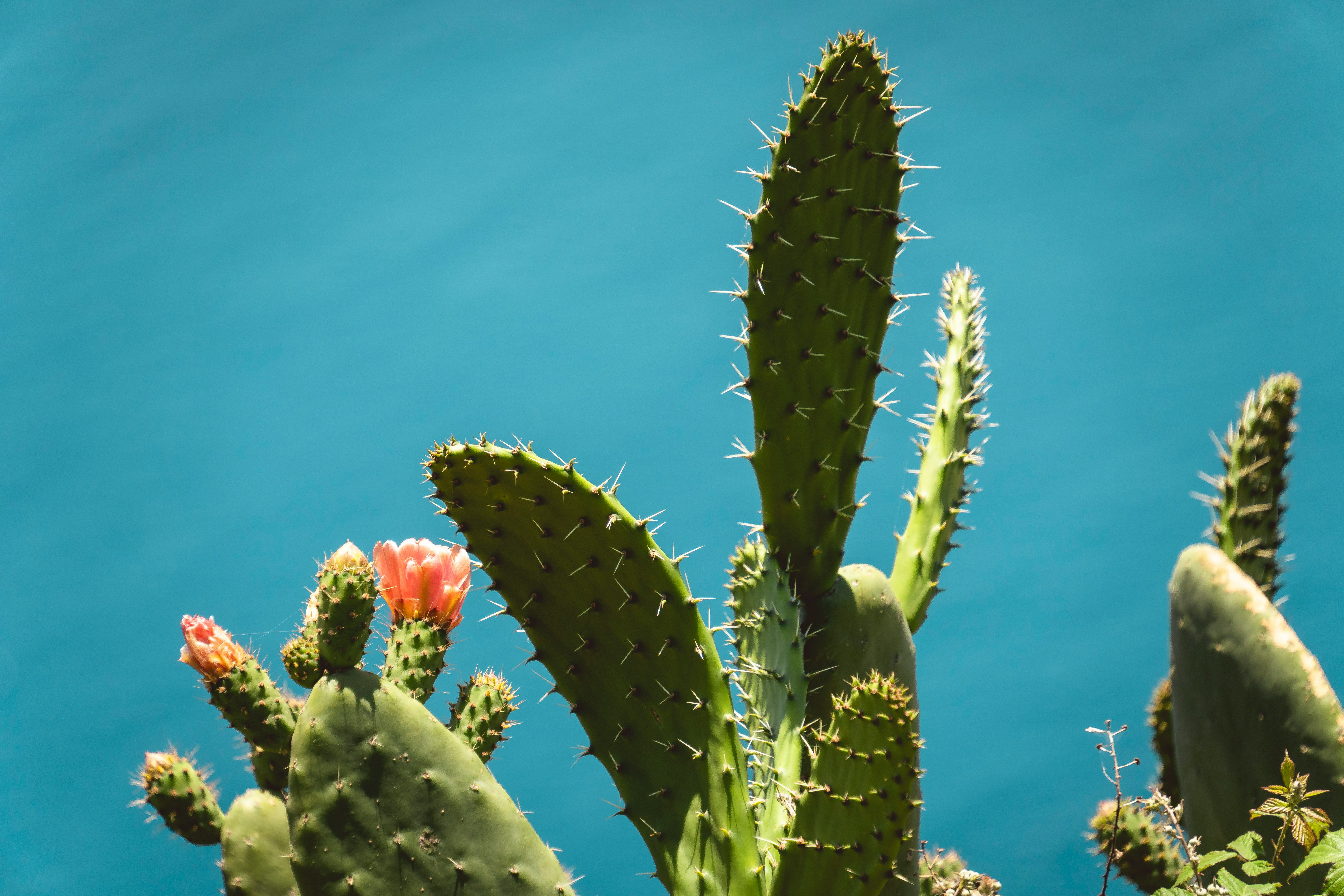 Prickly Pear Cactus With Red Flowers Against A Blue Background. HD mobile wallpaper