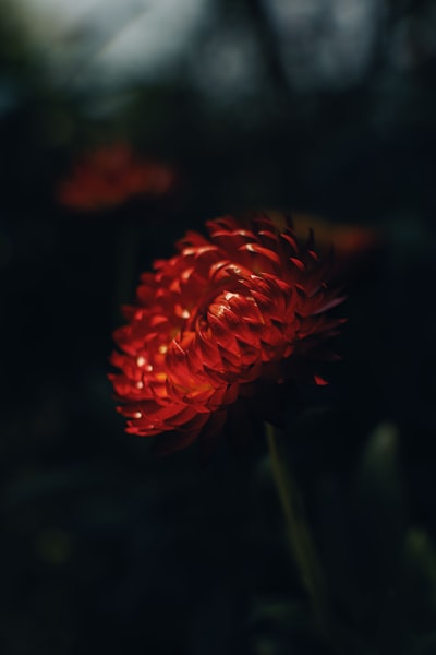 深夜的火紅之星桌布預覽