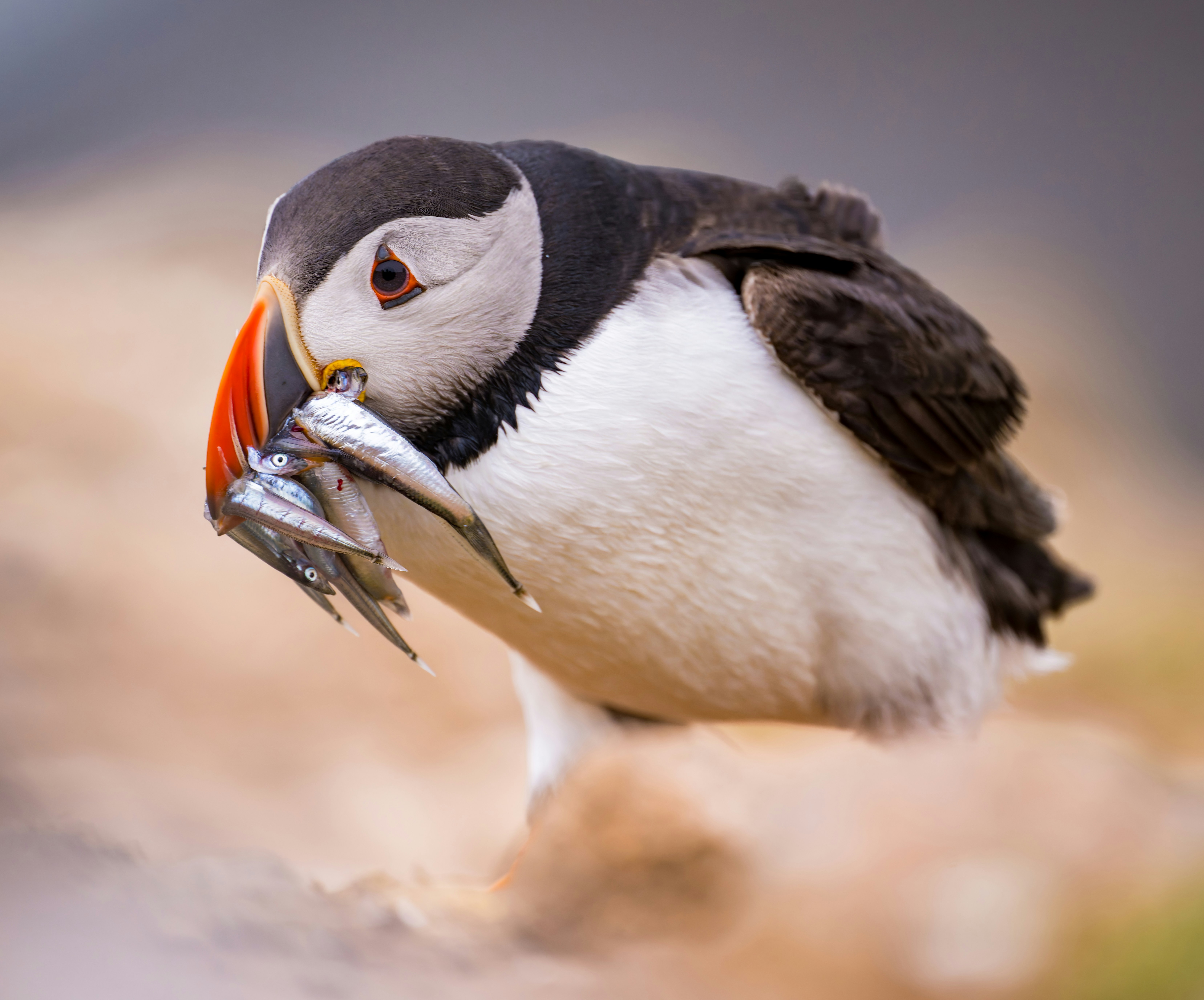 Puffin With Sand Eels - Skomer HD mobile wallpaper