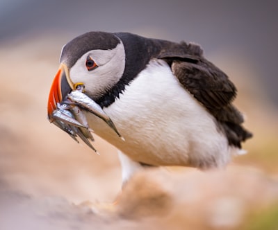Puffin With Sand Eels - Skomer wallpaper preview