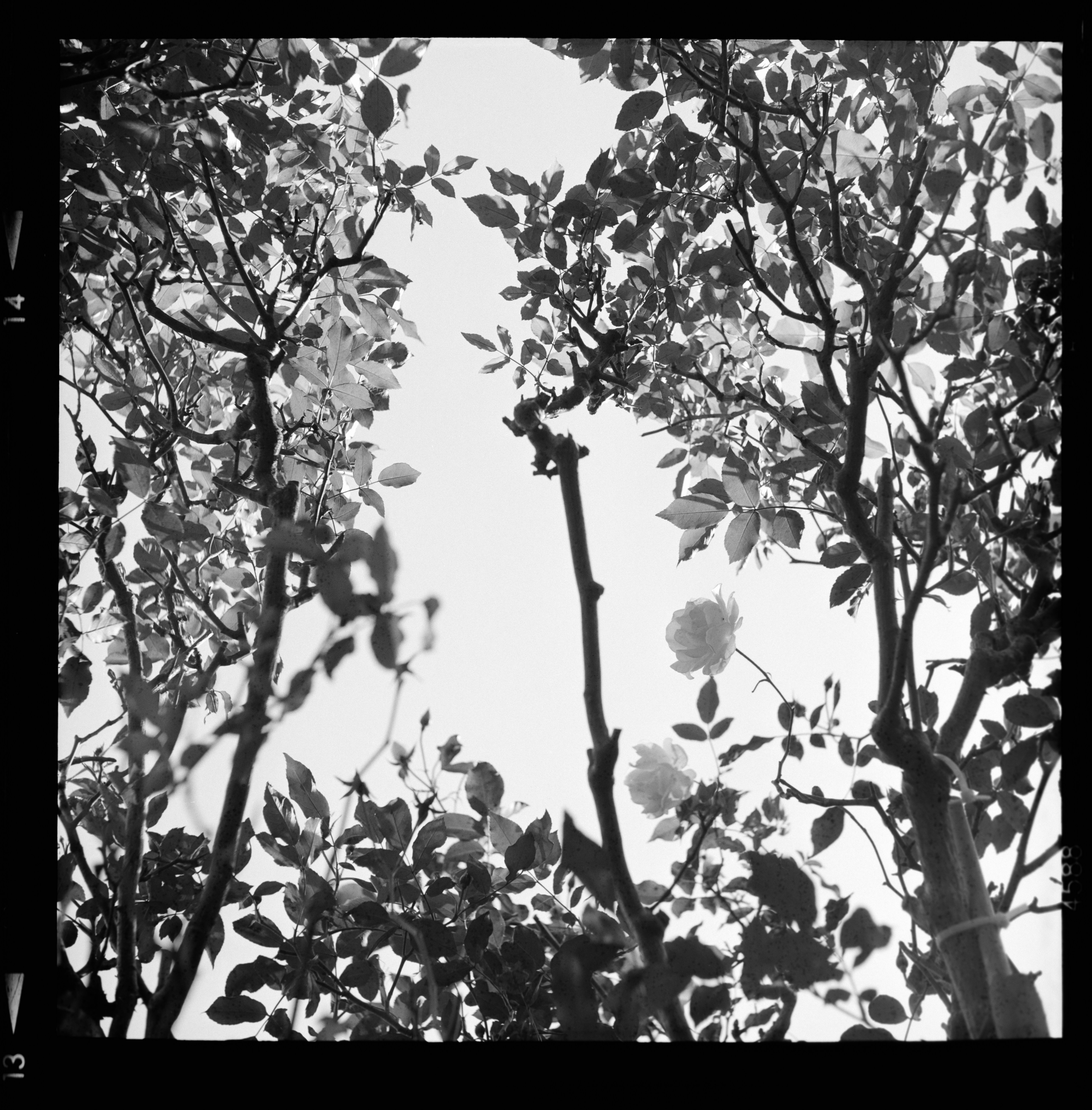Grayscale Photo Of Leaves On Tree HD mobile wallpaper