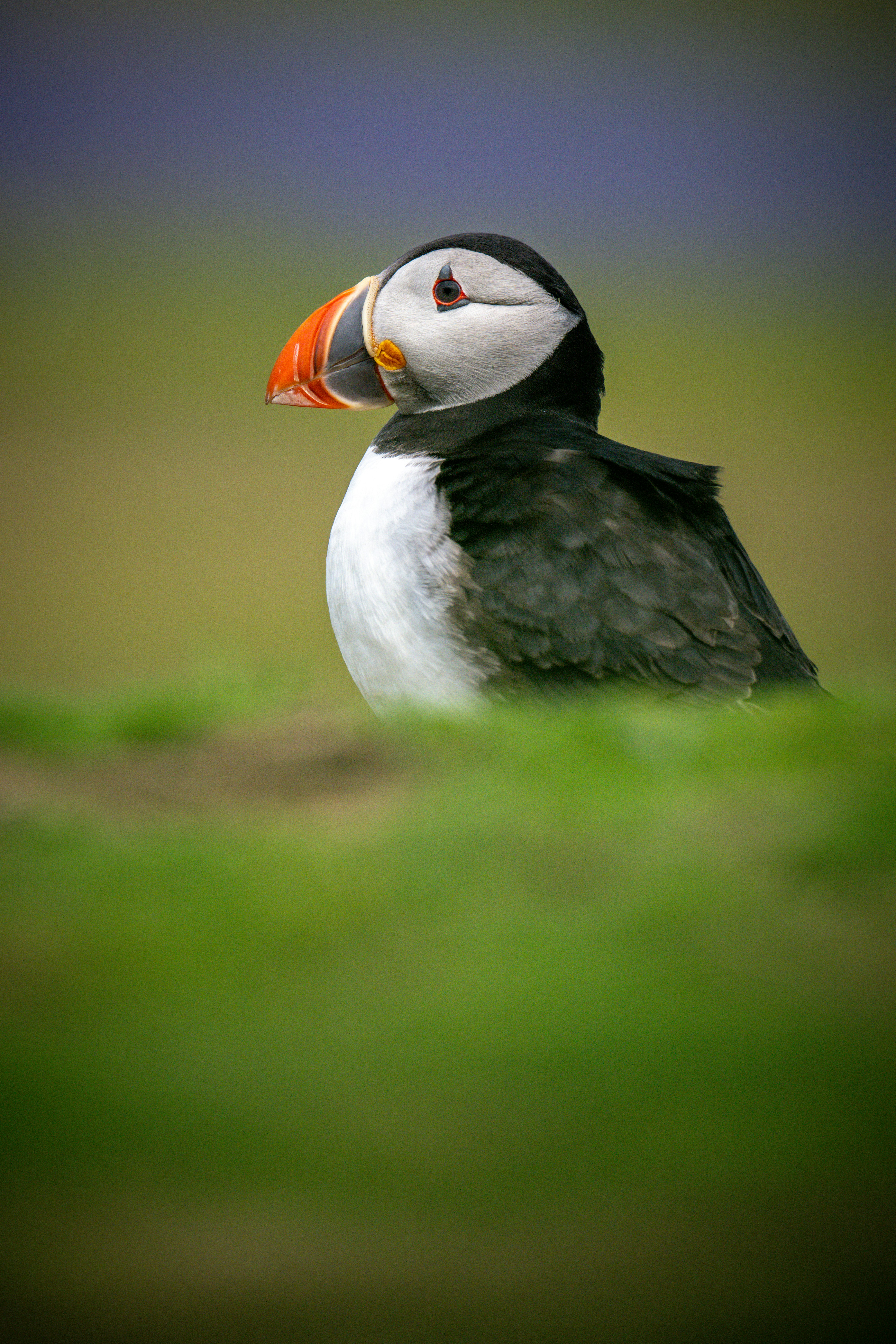 Puffin HD mobile wallpaper