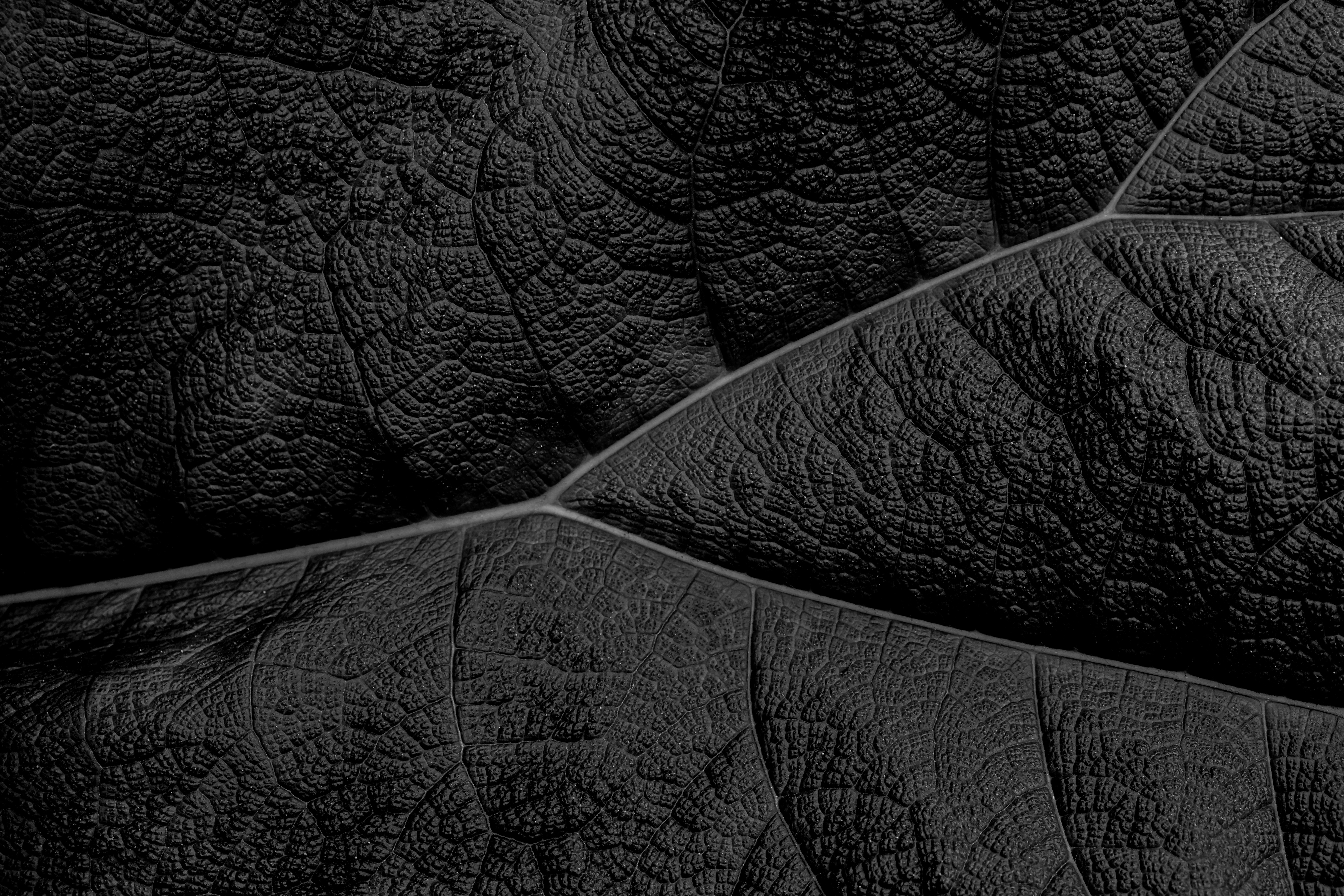 My Absolute Favourite Plant Is Up And About Again For The Season. Gunnera (part Of The Gunneraceae Family) Instantly Make You Feel Like You're In A Jurassic Park Movie. The Leaves Are Huge, To Say The Least. I've Long Been Fascinated With Their Texture, Which Lends Itself Perfectly To Black And White. You Can Currently Find These (Summer Months Only) At Various Spots Throughout The UK, Including Winterbourne House & Gardens In Edgbaston, Birmingham. HD mobile wallpaper
