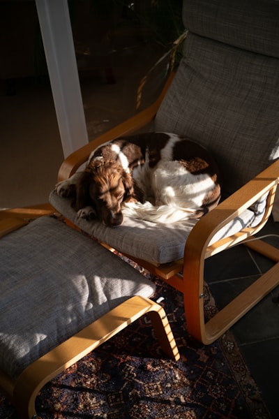 Sleeping Doggy wallpaper preview