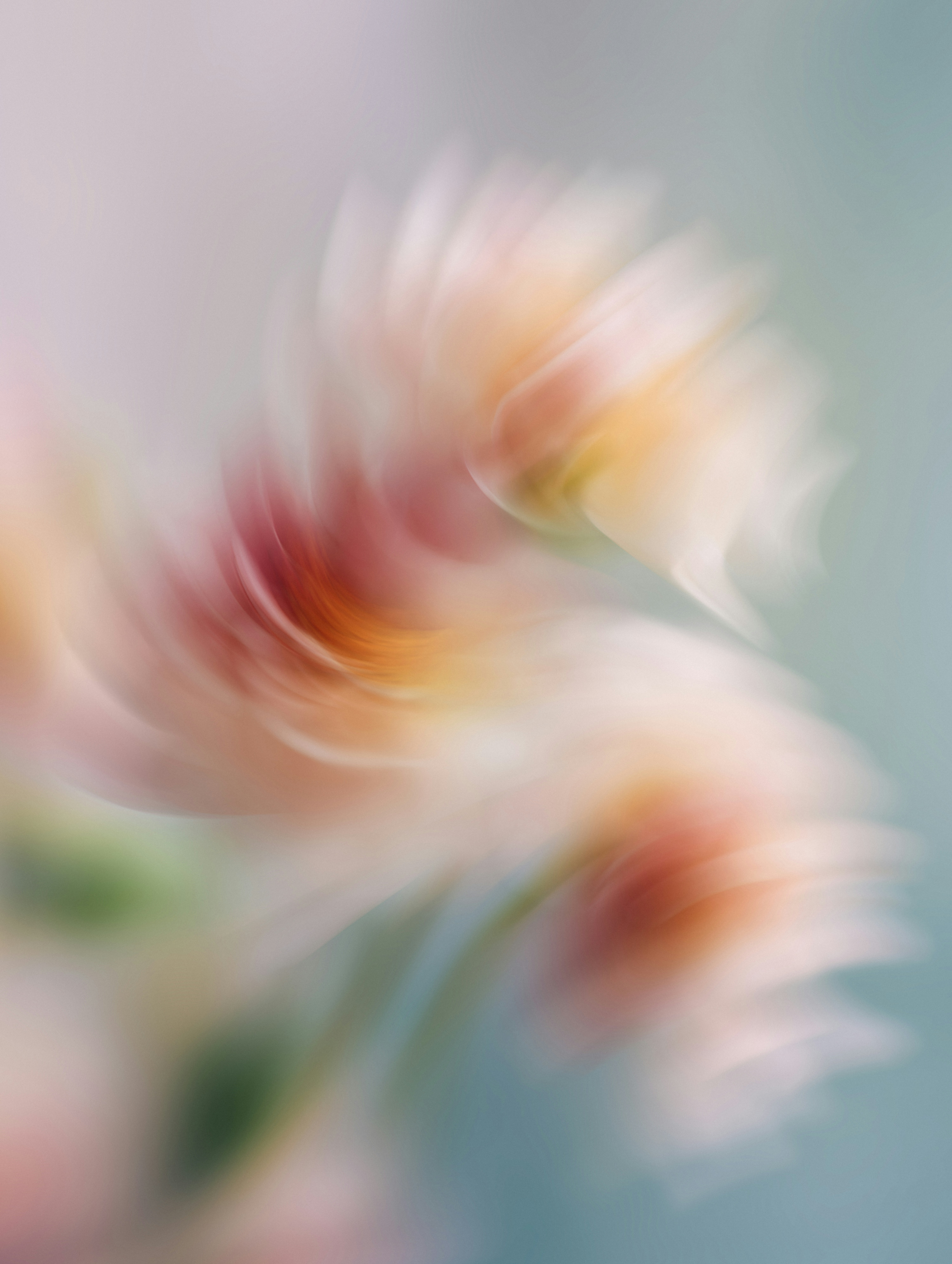 花香迷人花园手机壁纸高清图片