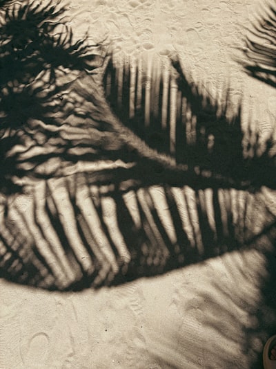 Shadows Of Palm Fronds On A Sandy Beach. wallpaper preview
