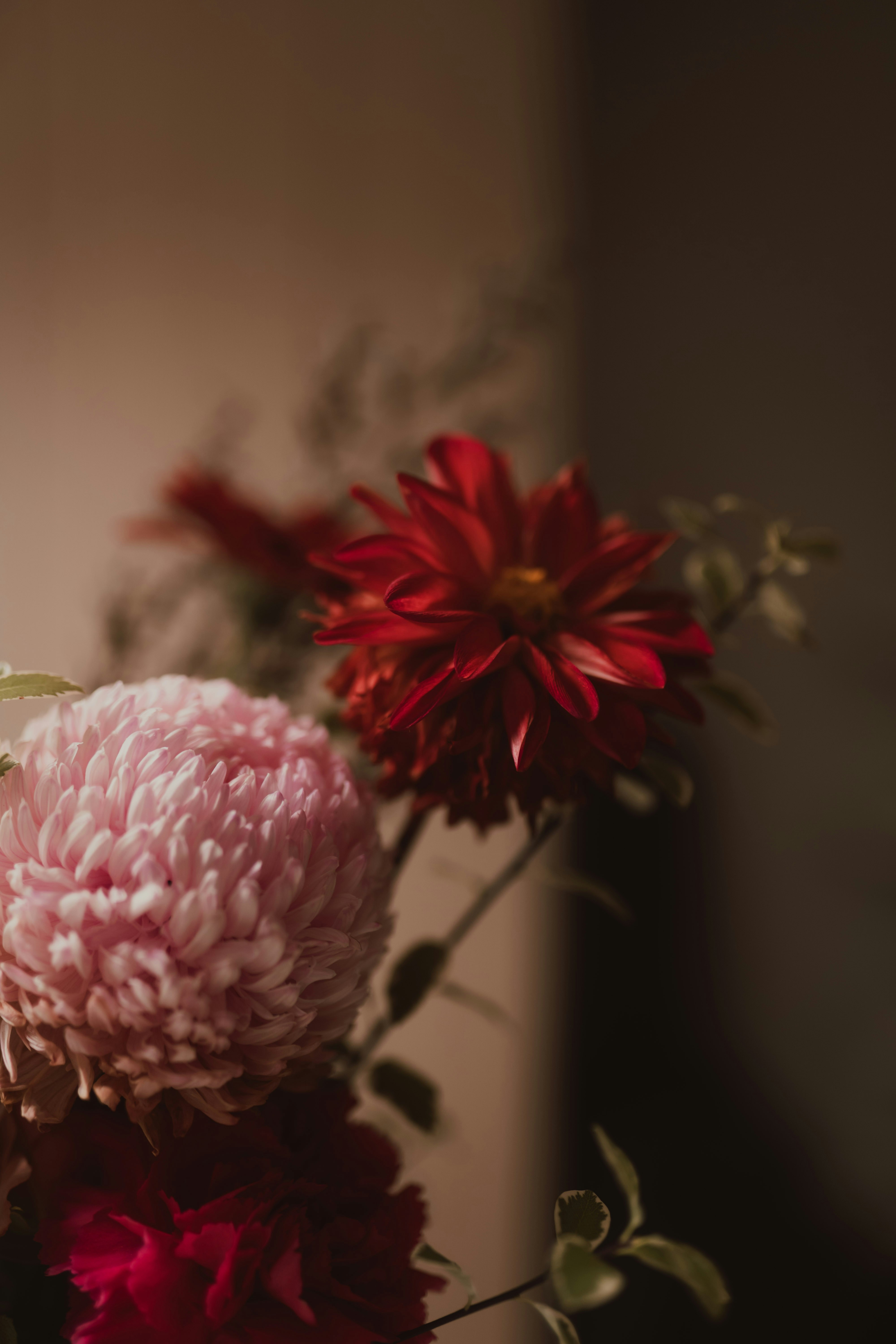 Beautiful Pink And Red Flowers In Soft Lighting. HD mobile wallpaper