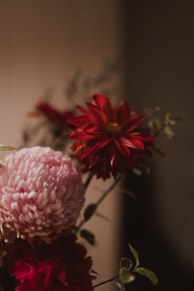 柔光中的粉紅紅花桌布預覽