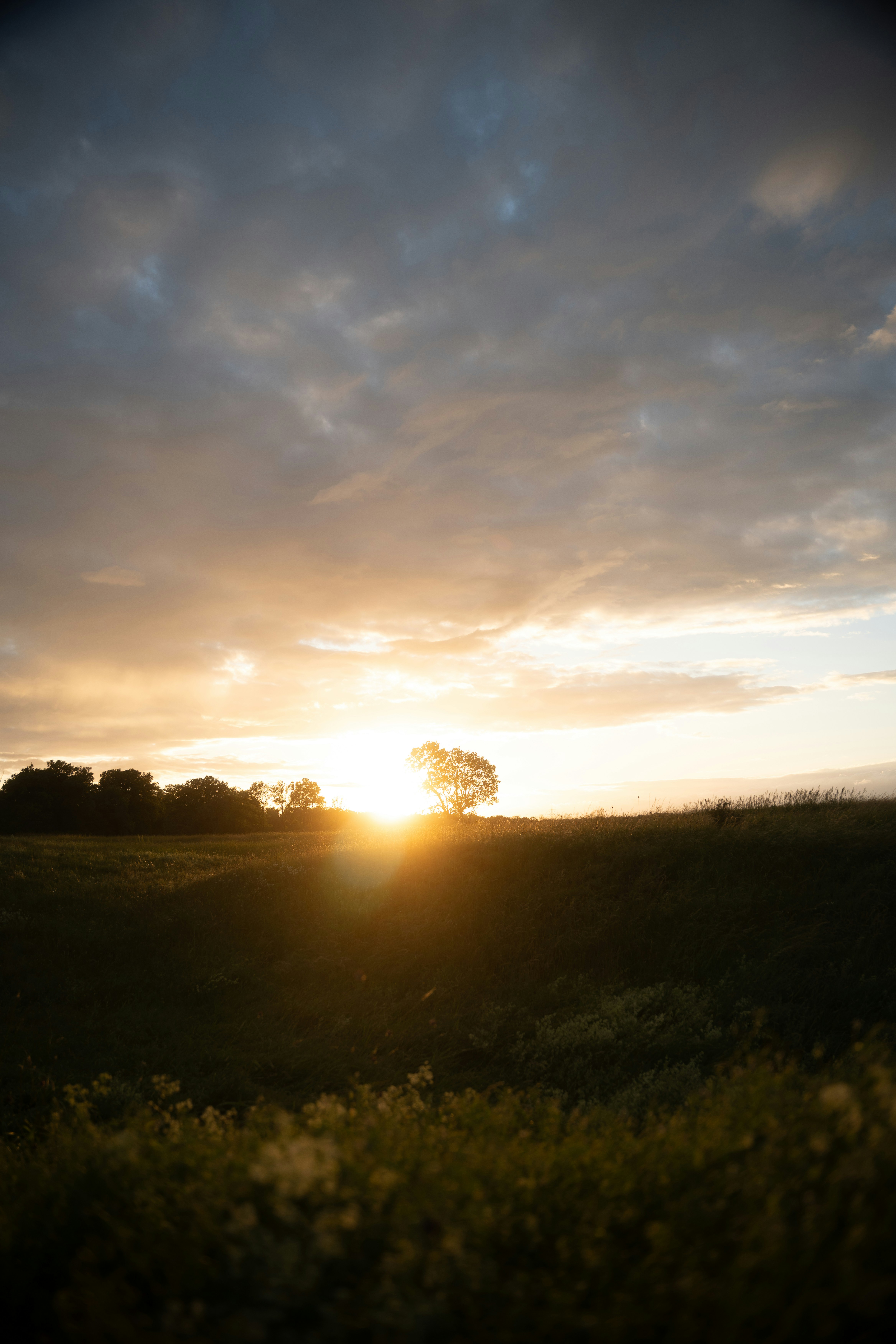 Golden Sunset Illuminates A Field And A Lone Tree. HD mobile wallpaper