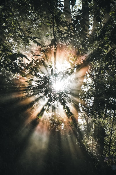 Golden Sun Rays Penetrate Misty Forest Canopy.