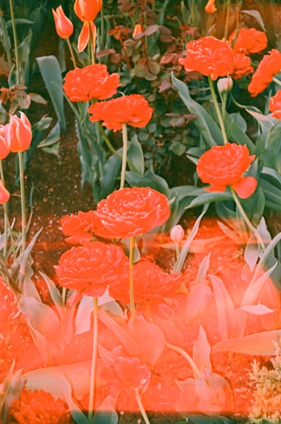 一床绚烂的红 Tulip 和 玫瑰壁纸预览