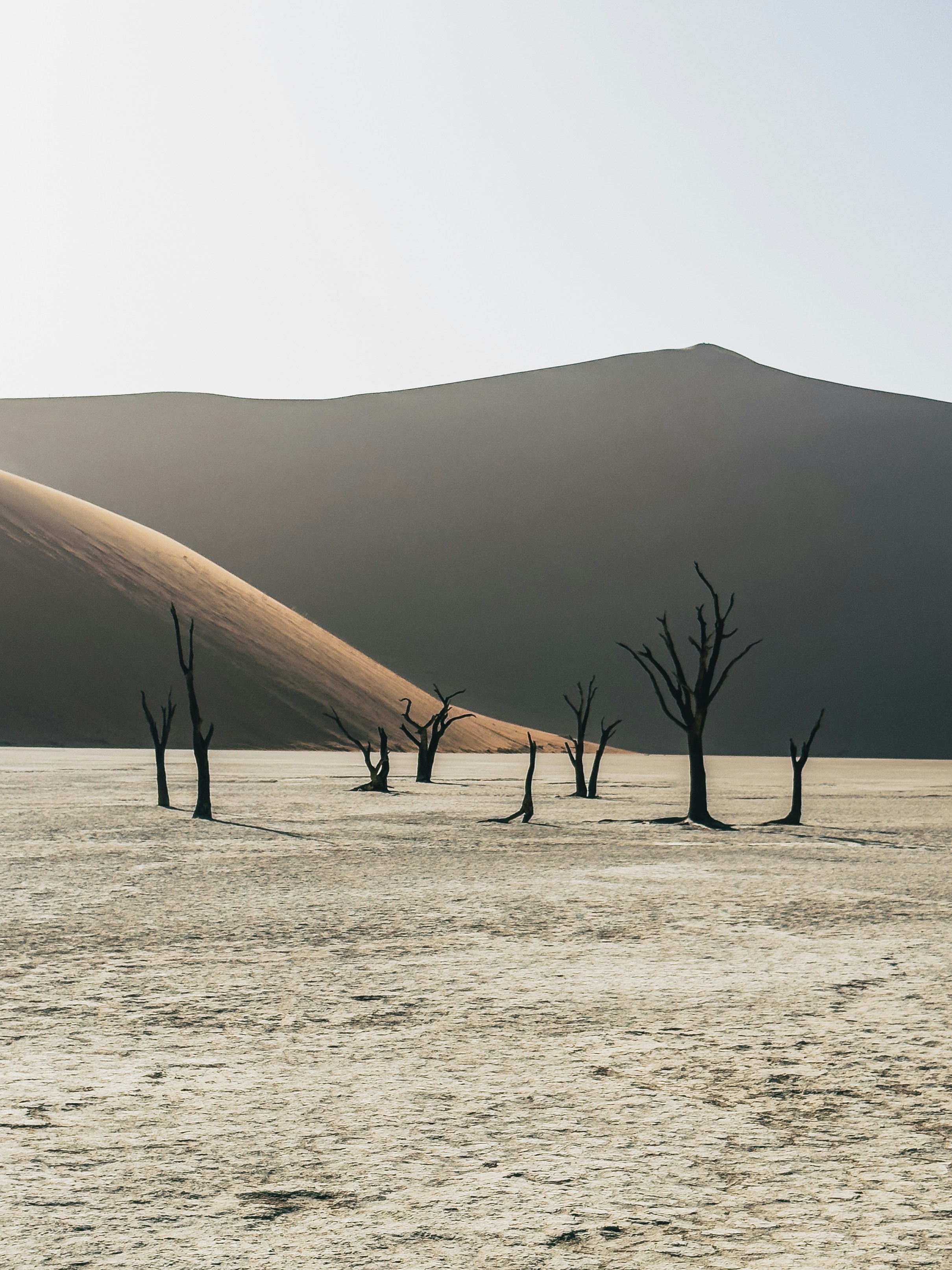 Dead Trees In A Dry Desert Landscape With Sand Dunes. HD mobile wallpaper