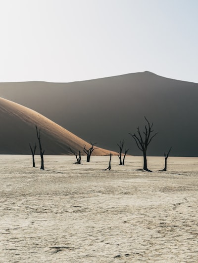Dead Trees In A Dry Desert Landscape With Sand Dunes. wallpaper preview
