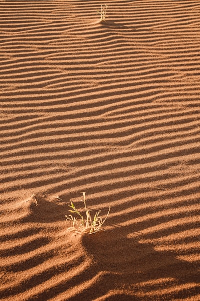Desert Sand Dunes With Rippled Patterns And Sparse Green Grass.