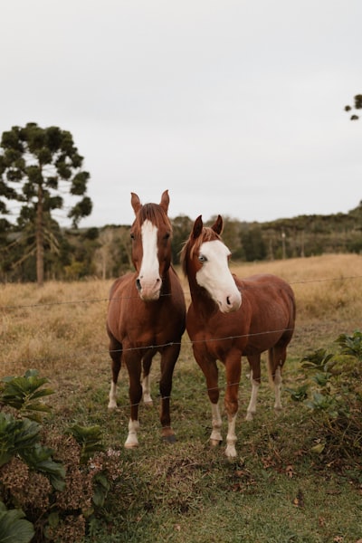 Two Brown Horses With White Faces In A Field. wallpaper preview
