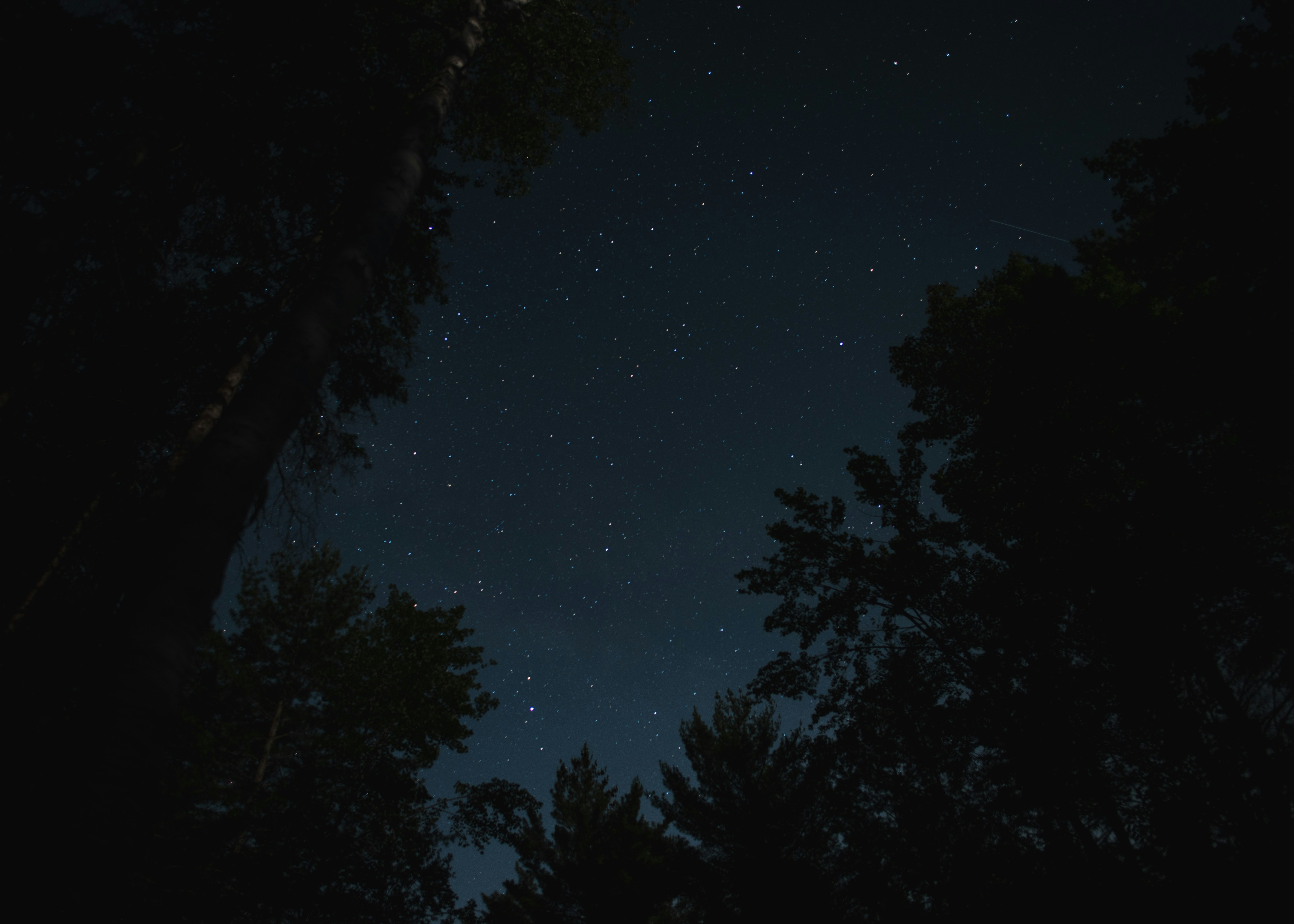 A Starry Night Sky Seen Through Dark Tree Silhouettes. HD mobile wallpaper