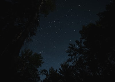 夜空中的繁星透過黑暗的樹影下的薄霧桌布預覽