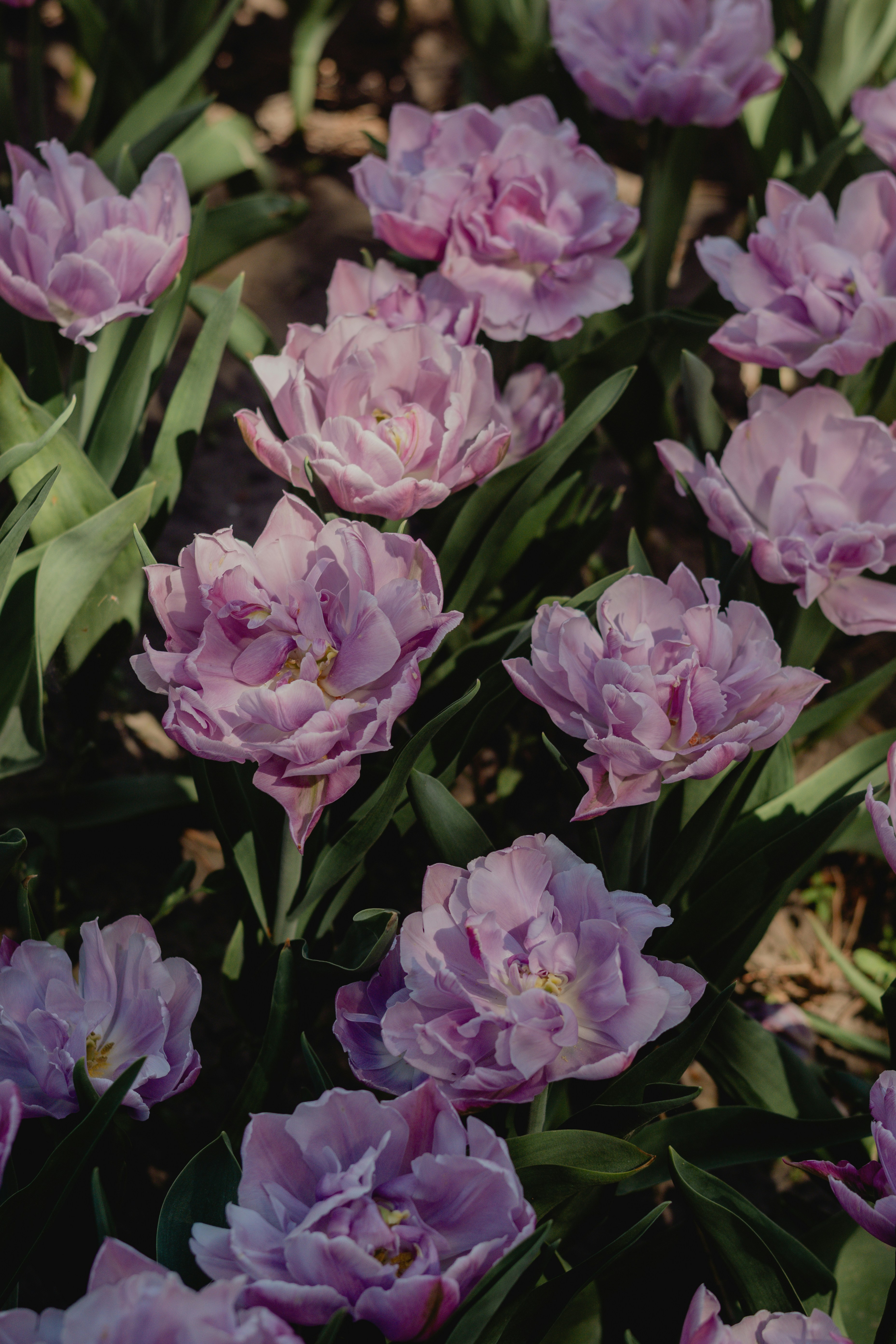 A Field Of Vibrant Purple Double Tulips With Green Leaves. HD mobile wallpaper