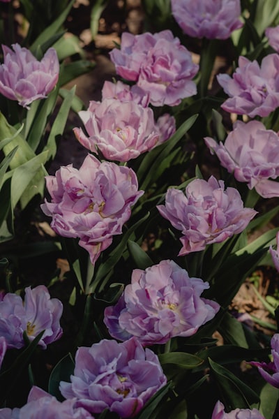 A Field Of Vibrant Purple Double Tulips With Green Leaves. wallpaper preview